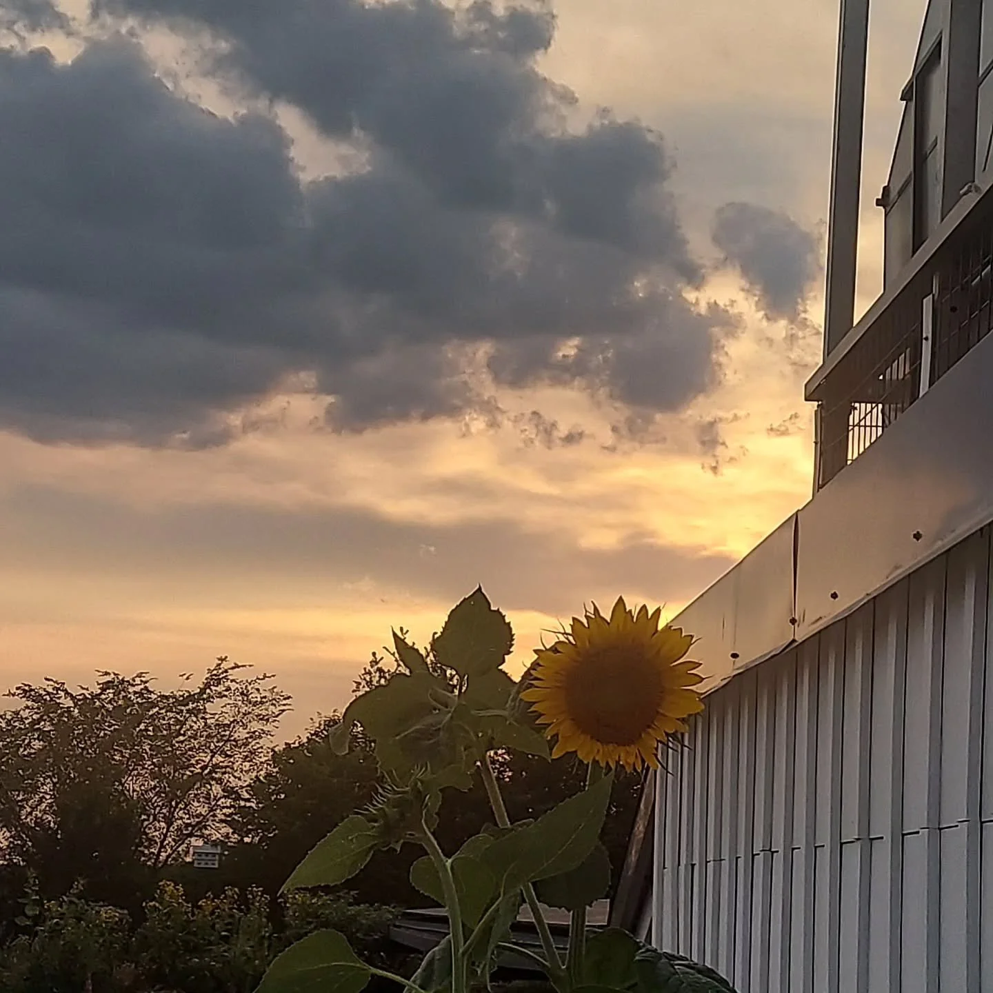 Hillside is blooming!