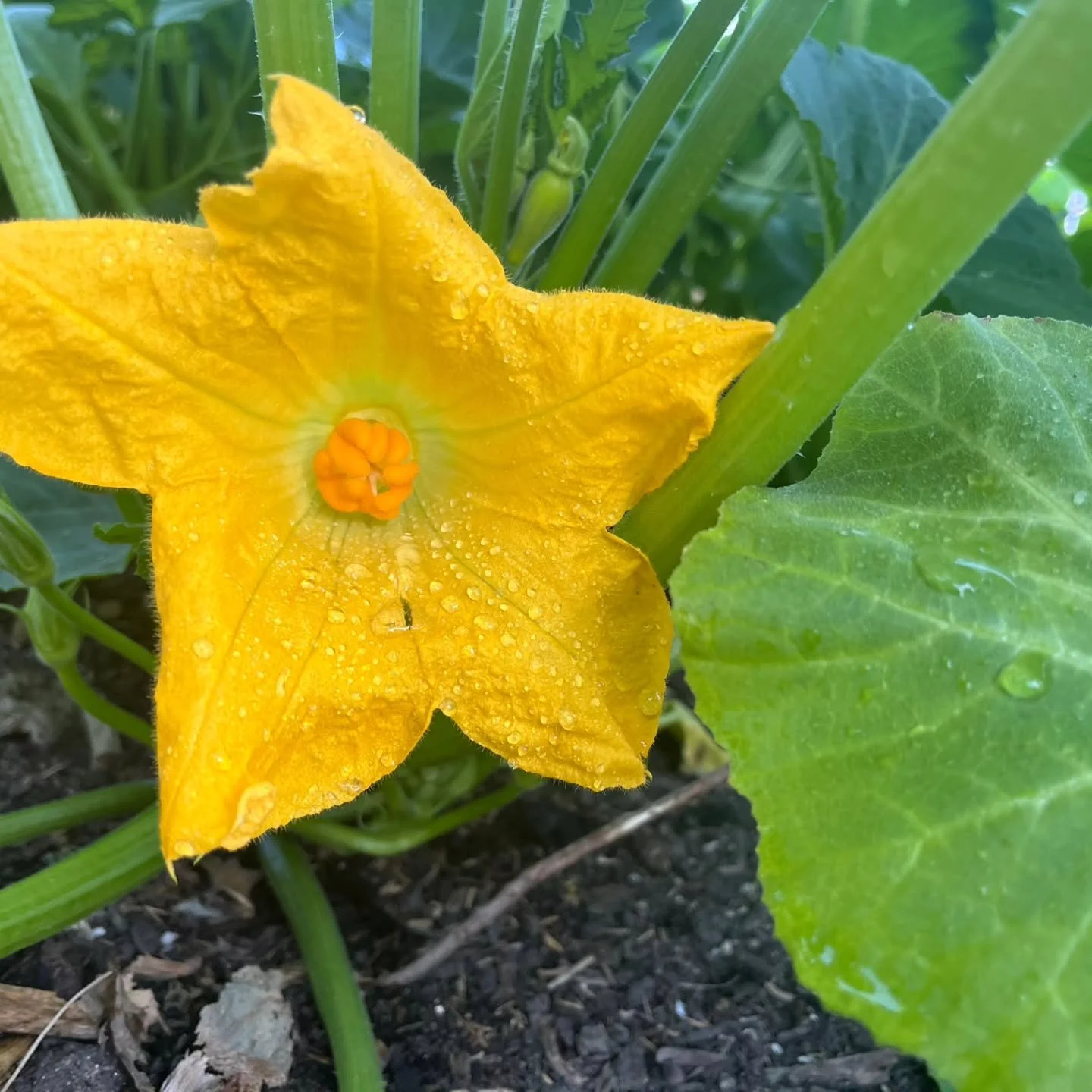 Late summer bounty from the Grange! Thank you to our resident, Caren Tackett for these beautiful shots of  our most recent crops at the grange.