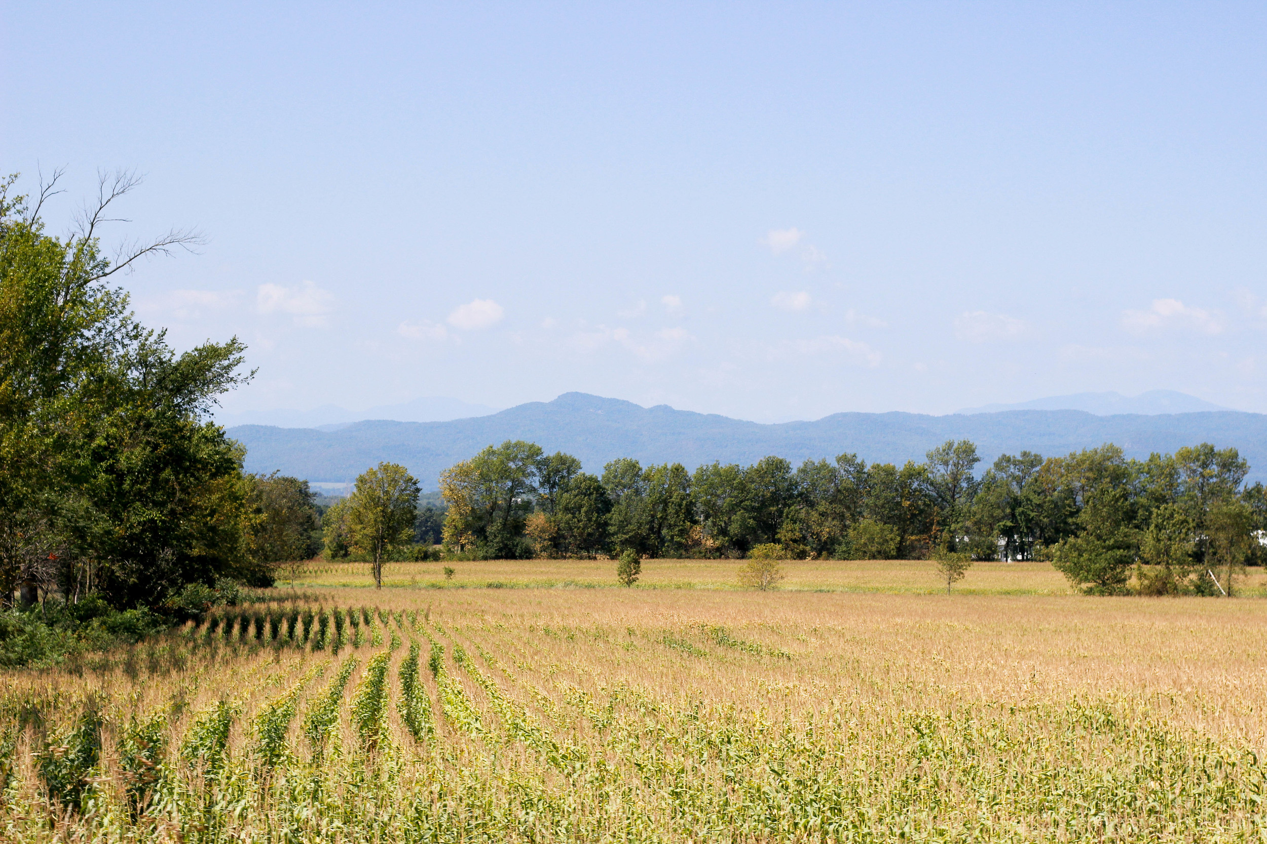 _MG_1414.jpg