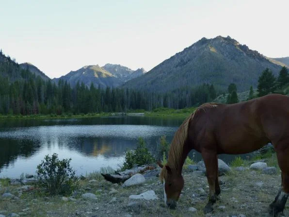 horseatlake_op_596x447.jpg