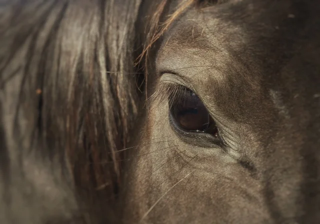 2017-HorseEye.jpg