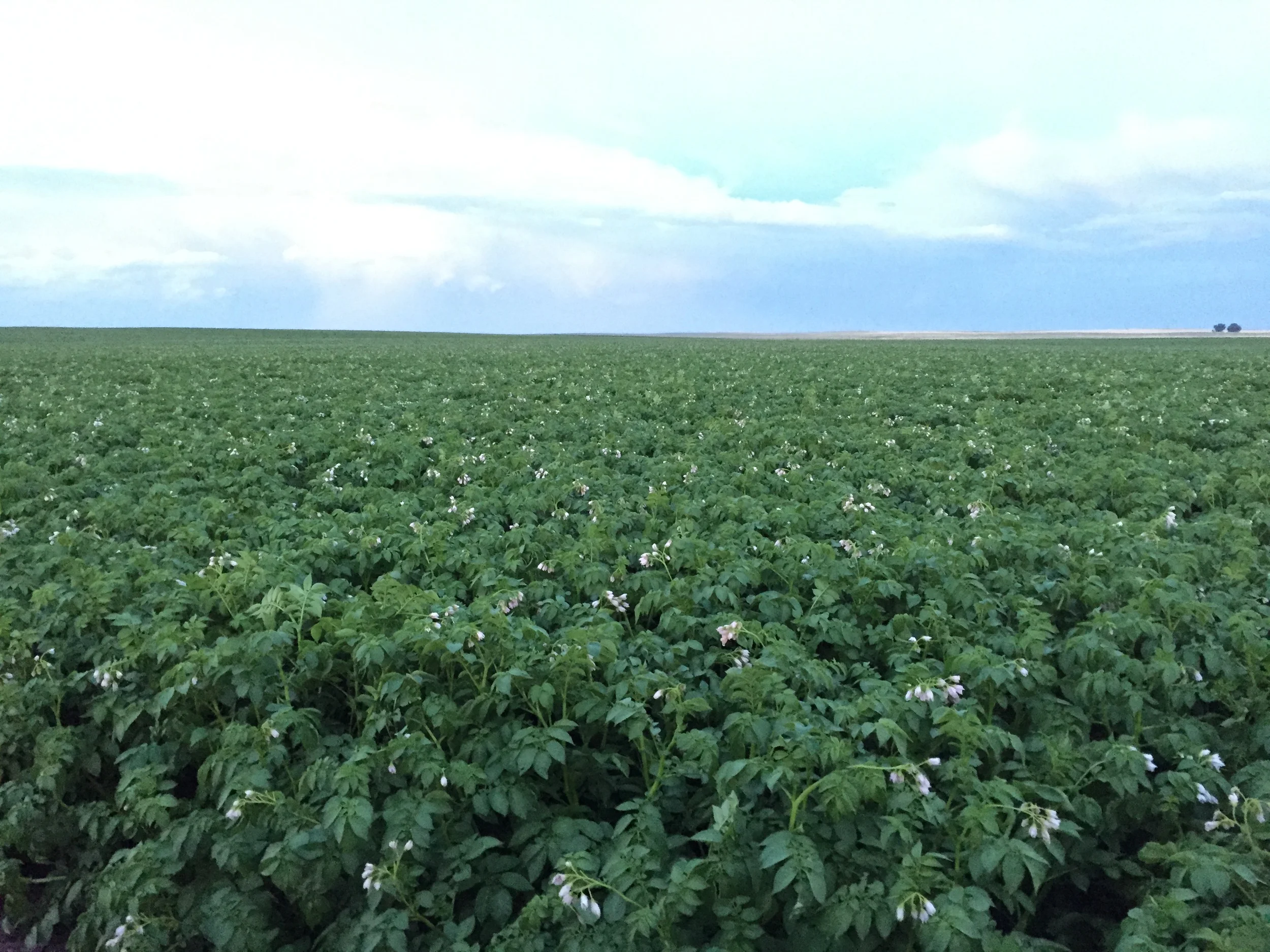 7.1.15 Potato Field.jpg