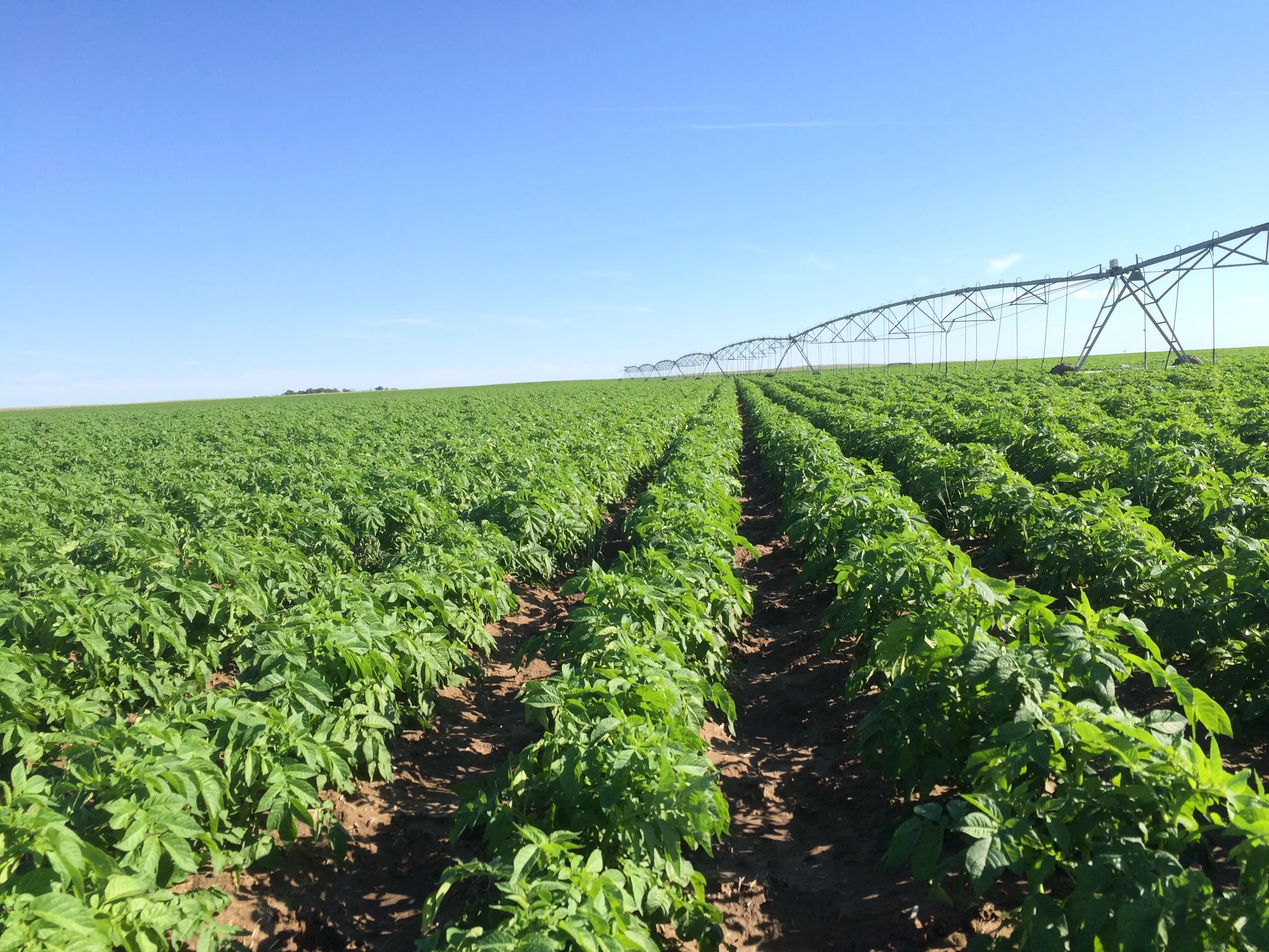 6.24.15 Clayton Potatoes with sprinkler.jpeg