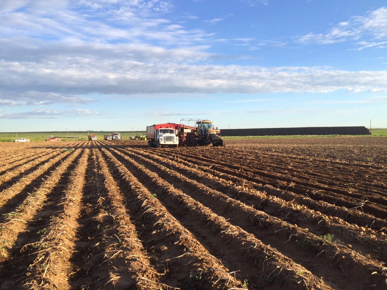 7.16.15 Day 1 - Potato Harvest - horizontal.jpg