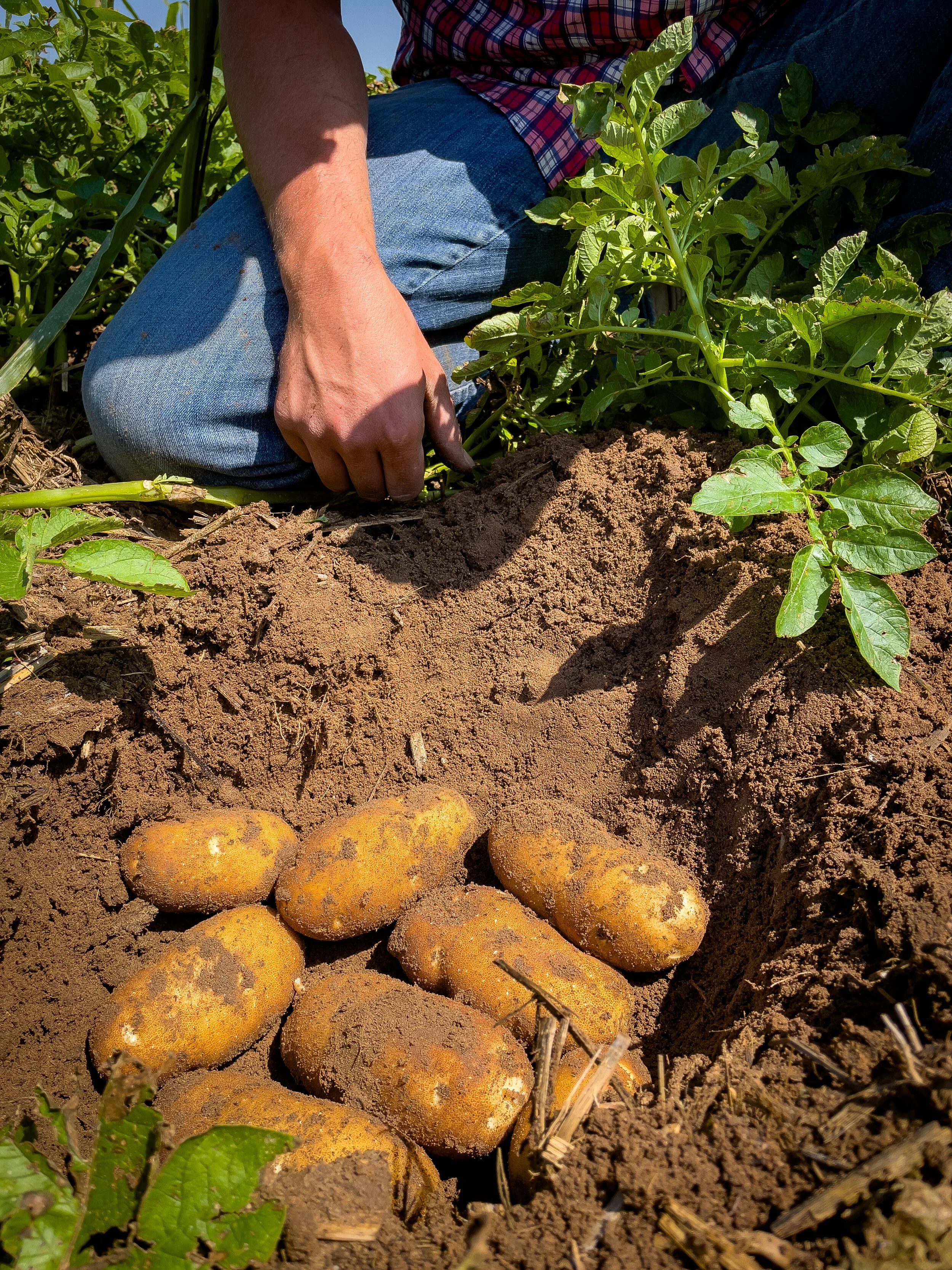 Checking on NM &amp; TX Potatoes