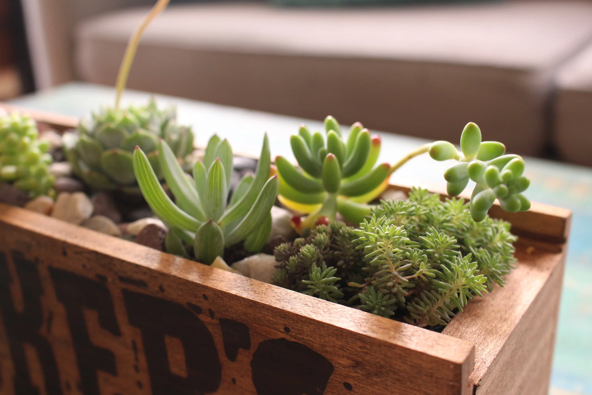 succulents in a bourbon box