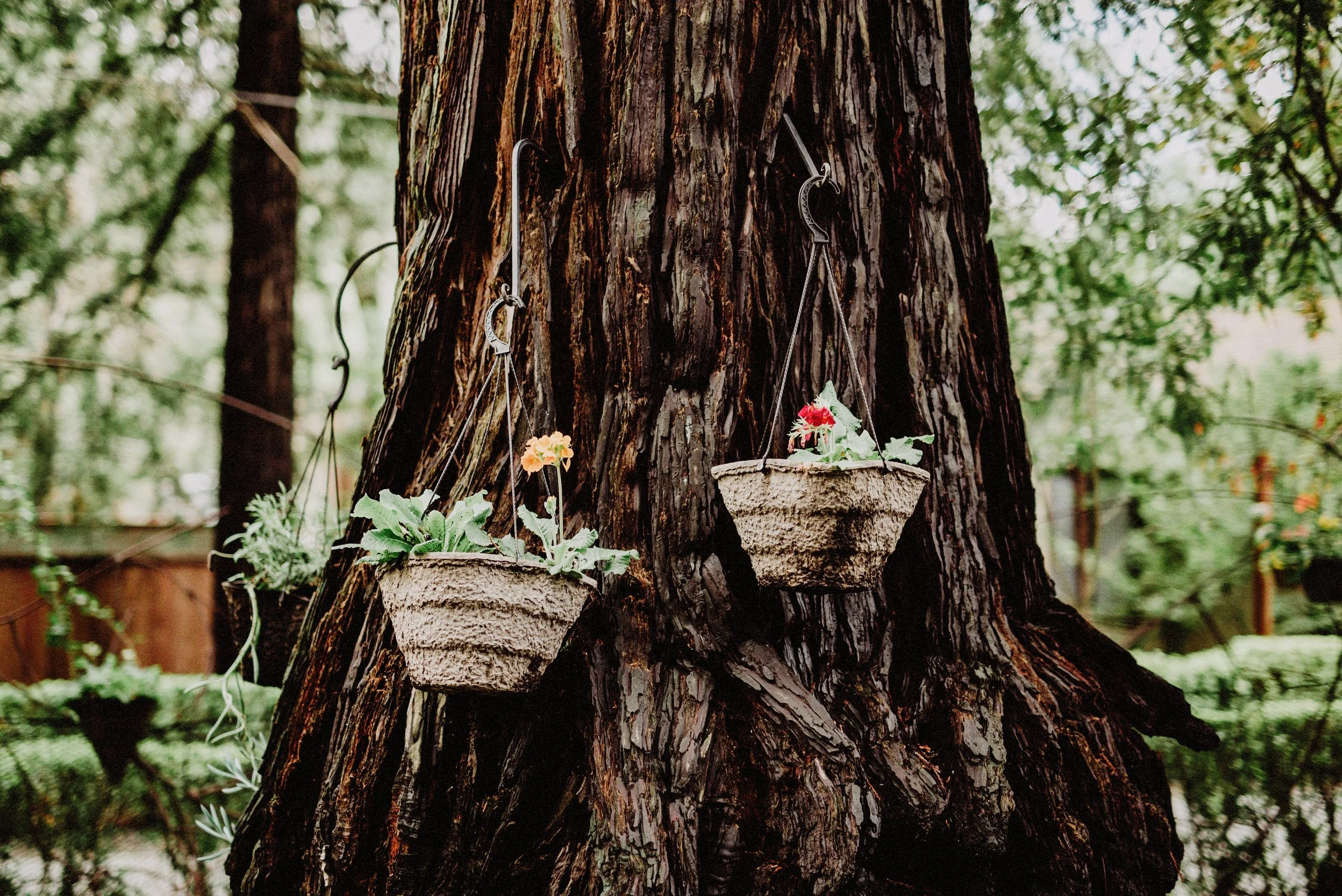 the redwood wedding of maggie and victor 007.jpg