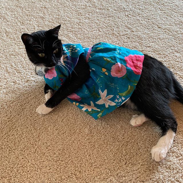 sometimes a girl finds herself with 1/3 a yard of nano iro linen so she makes a 0-3 month @oliverands #bubbledress then puts it on her cat. 🤷🏻&zwj;♀️ 😻