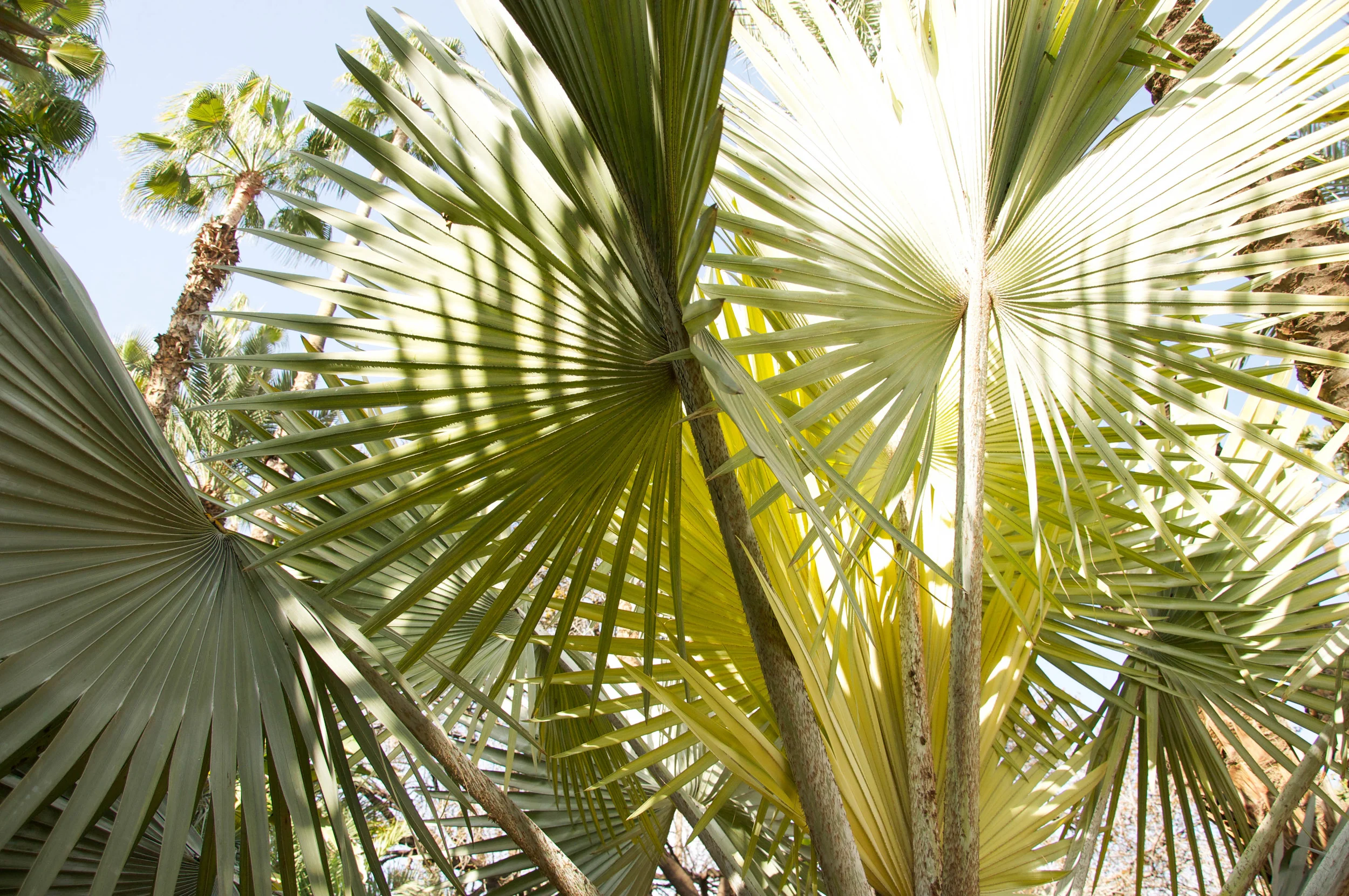 at the Jardin Majorelle