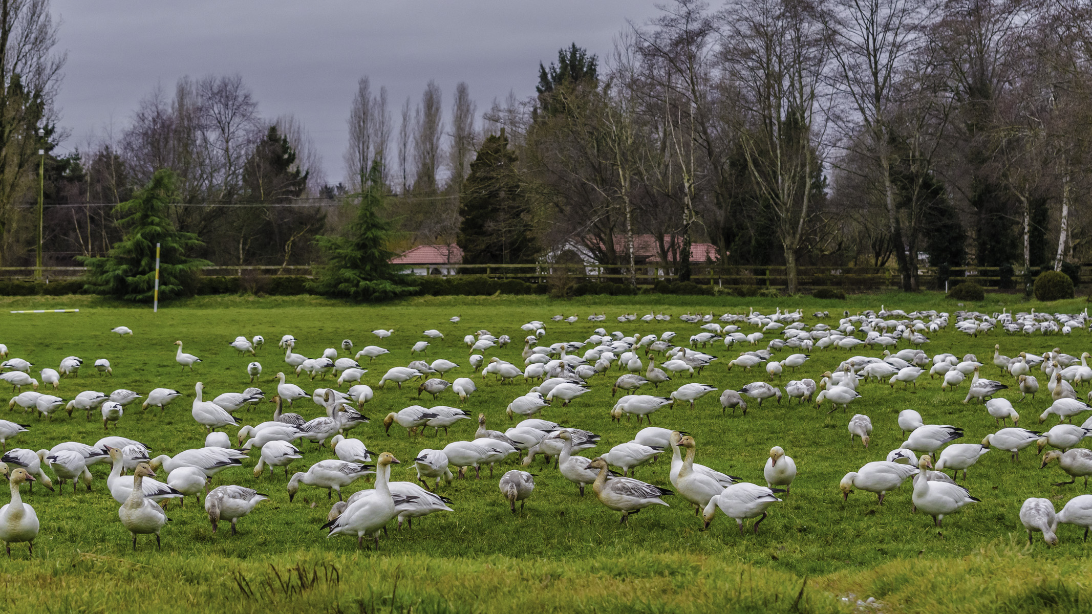 Snow geese spending a few days on the polo field
