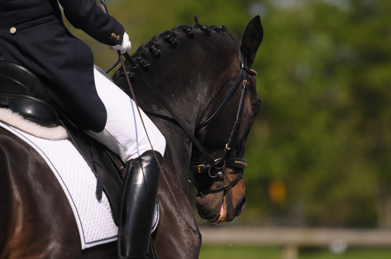 Southlands Spring Dressage Show 