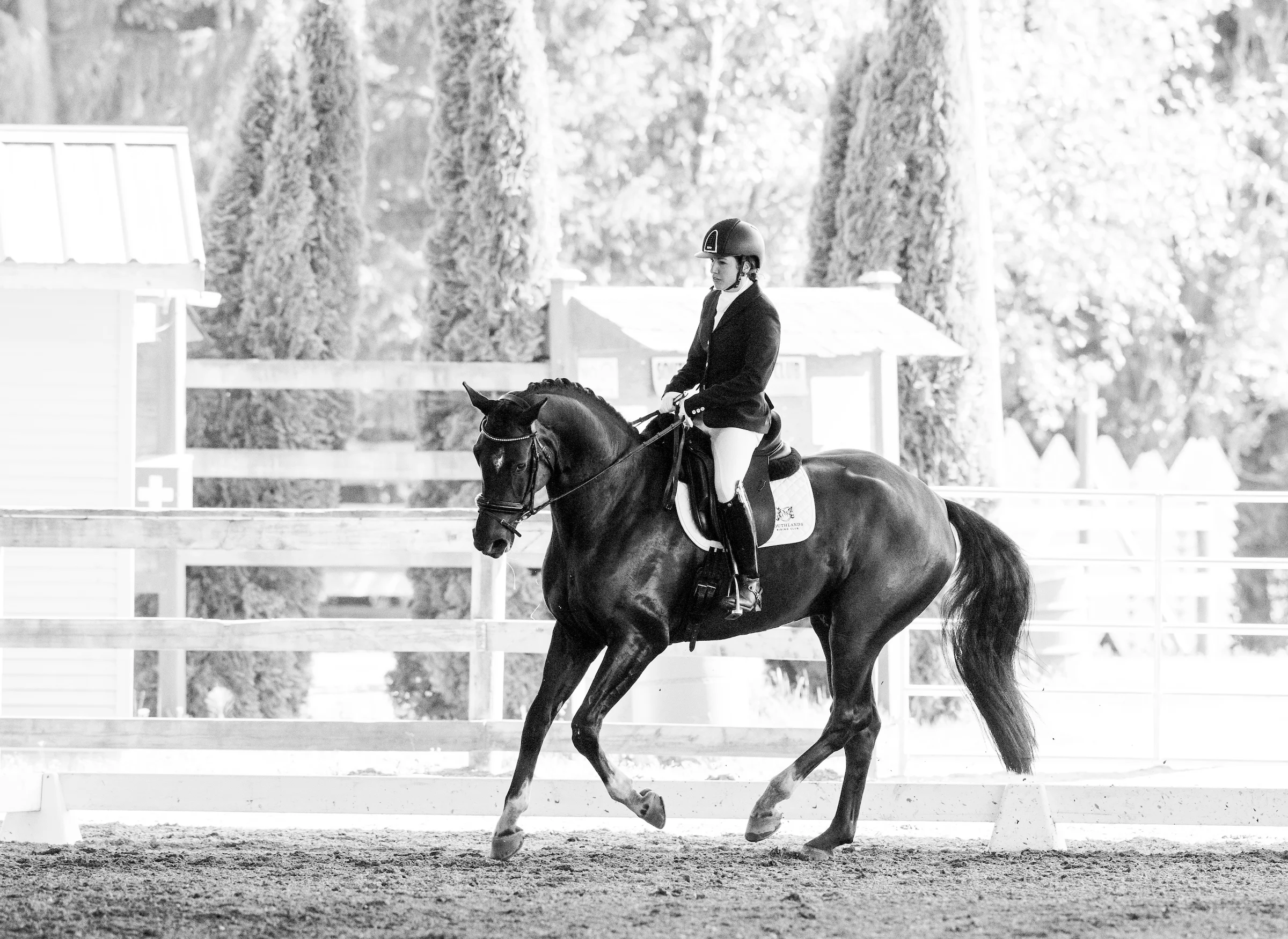Dogwood Dressage Show 2