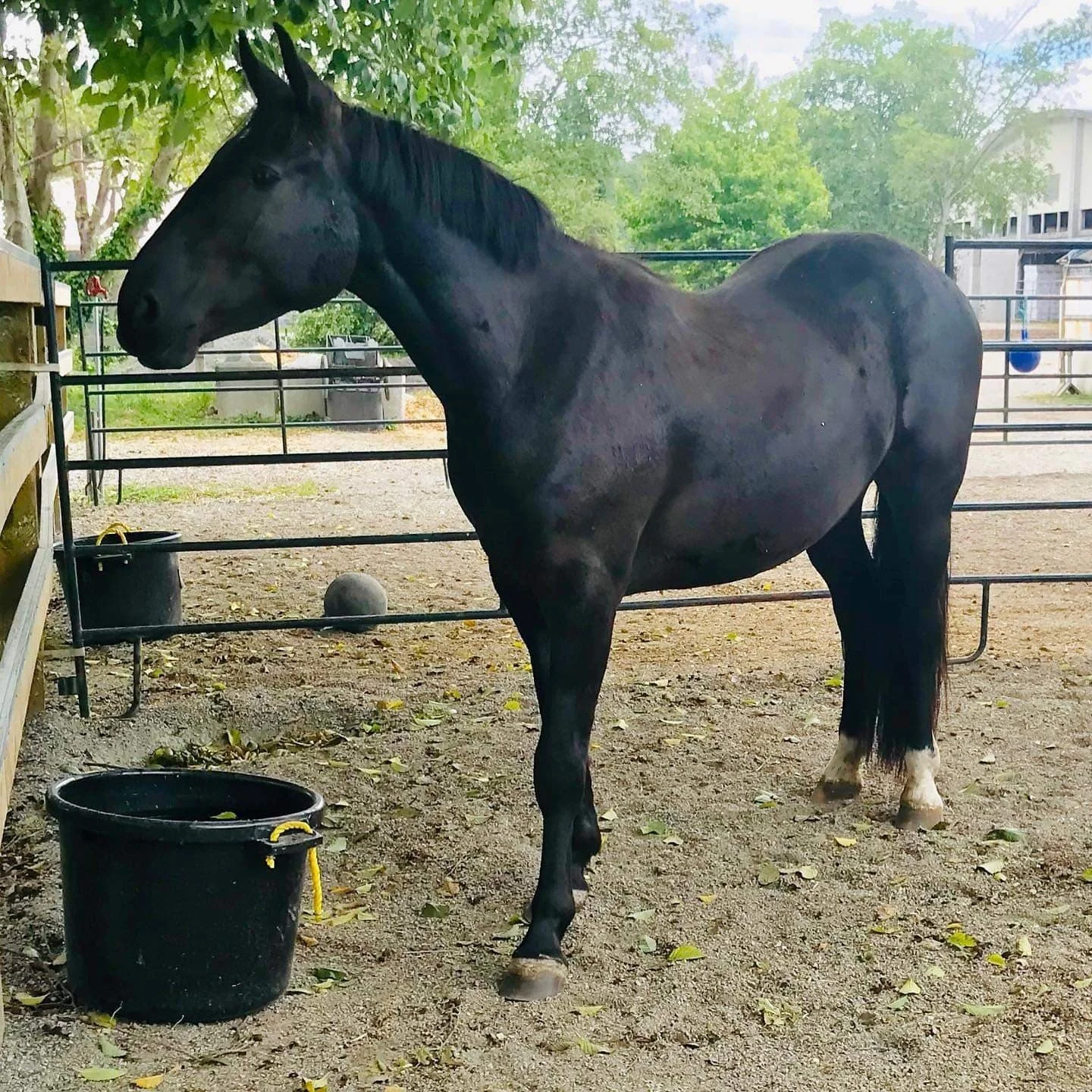 Denver in is his paddock after few weeks at SRC . Photo credit: SRC.