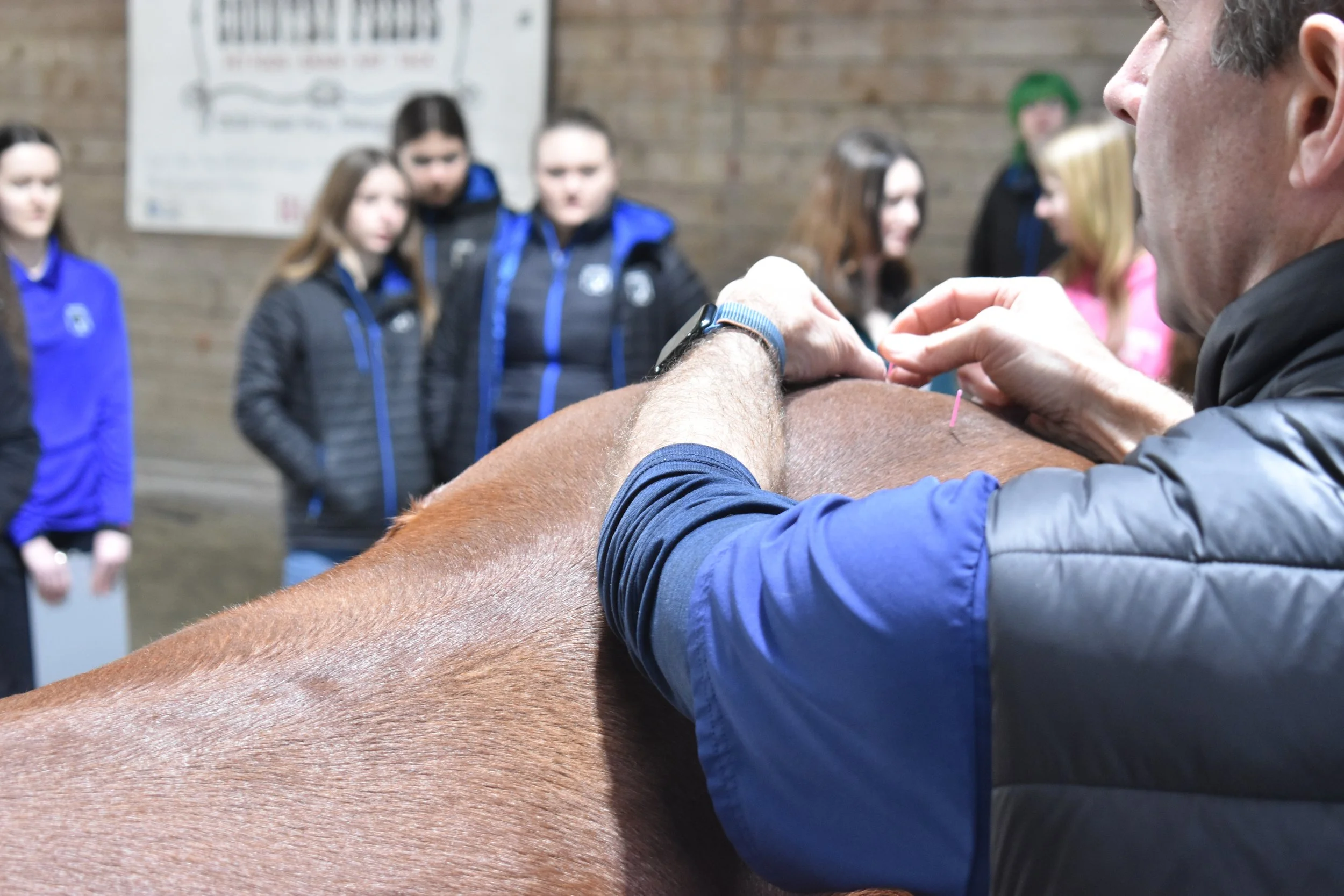 Acupuncture to Heal Horses Workshop