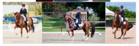 Karen Pavicic - Clinic / CPEDI Fundraiser Apr 20 2026