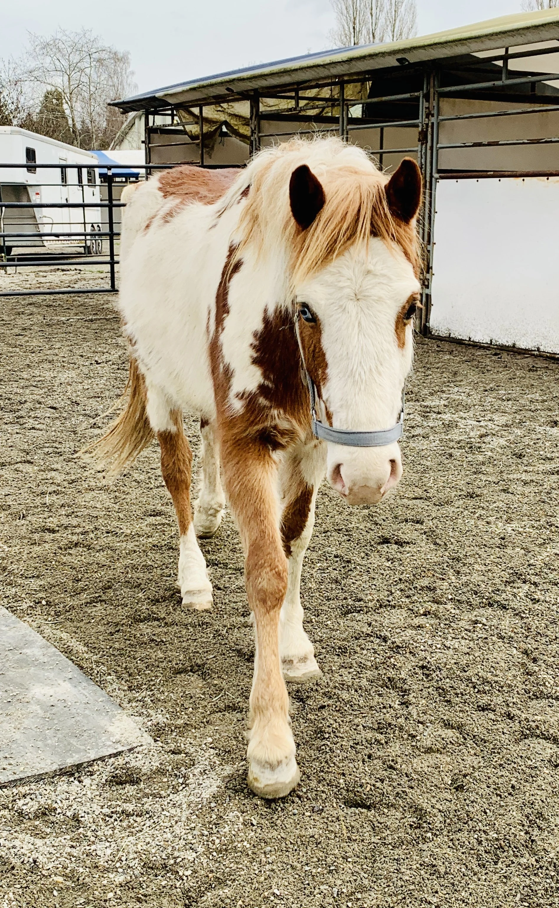 Meet our current horses — SOUTHLANDS RIDING CLUB