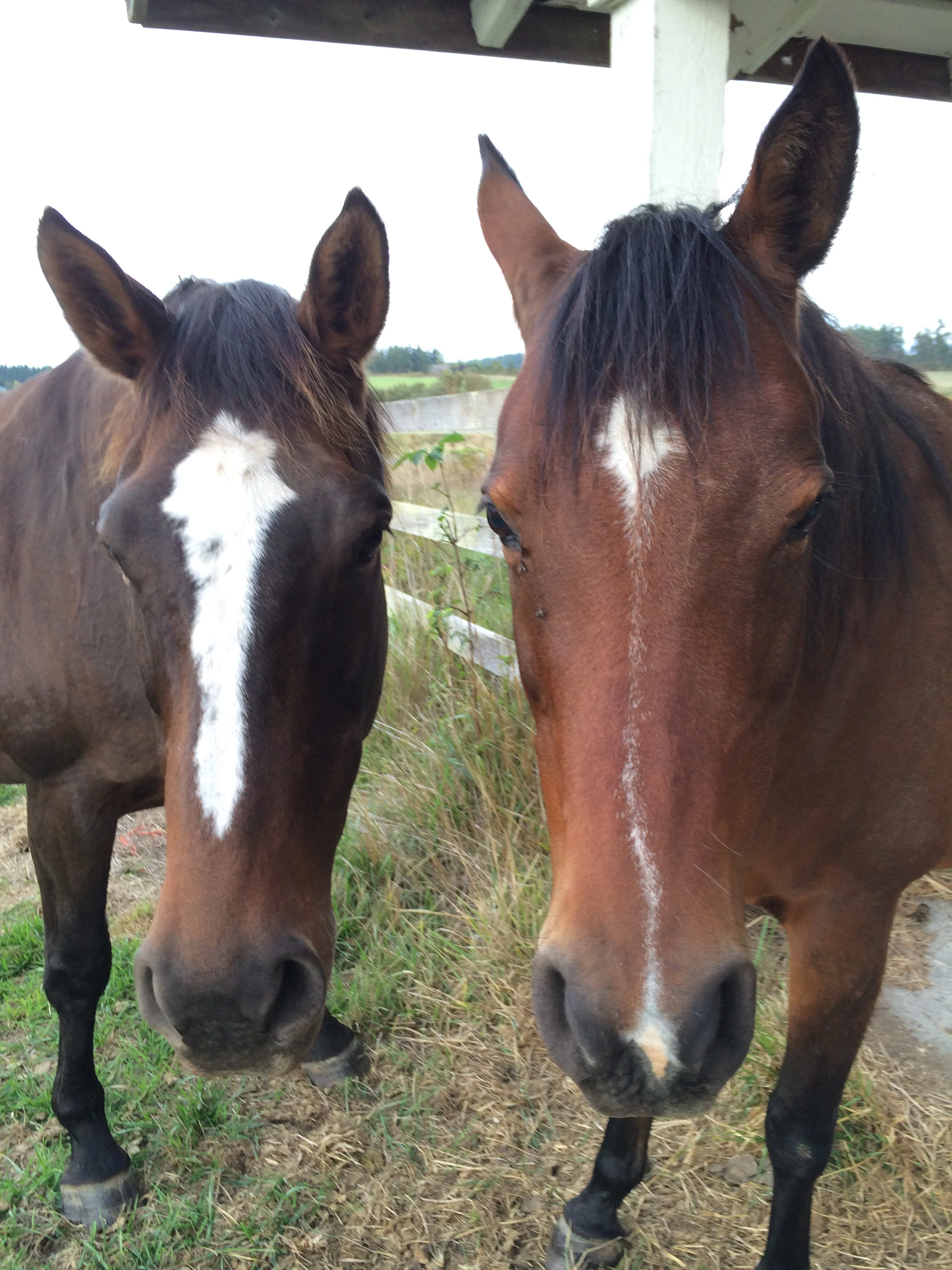 Membership - Contributing