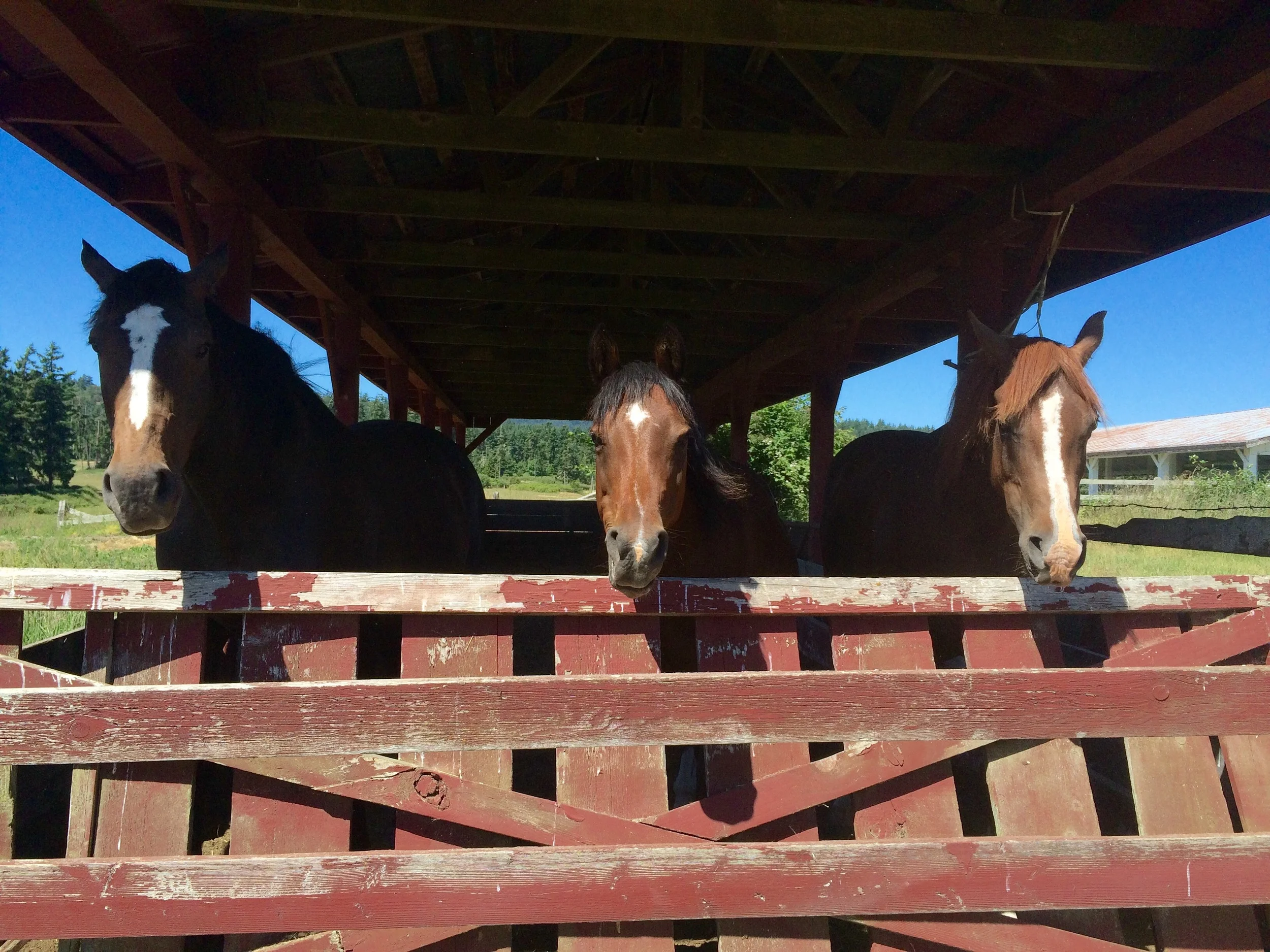 Membership - Supporting