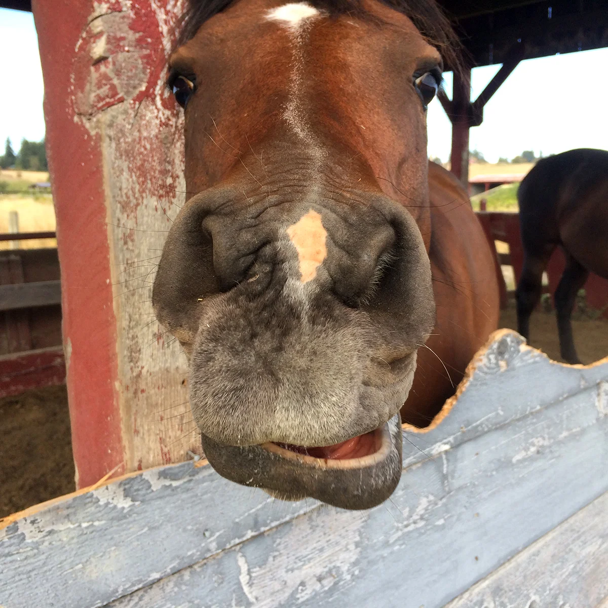 Membership - Sustaining