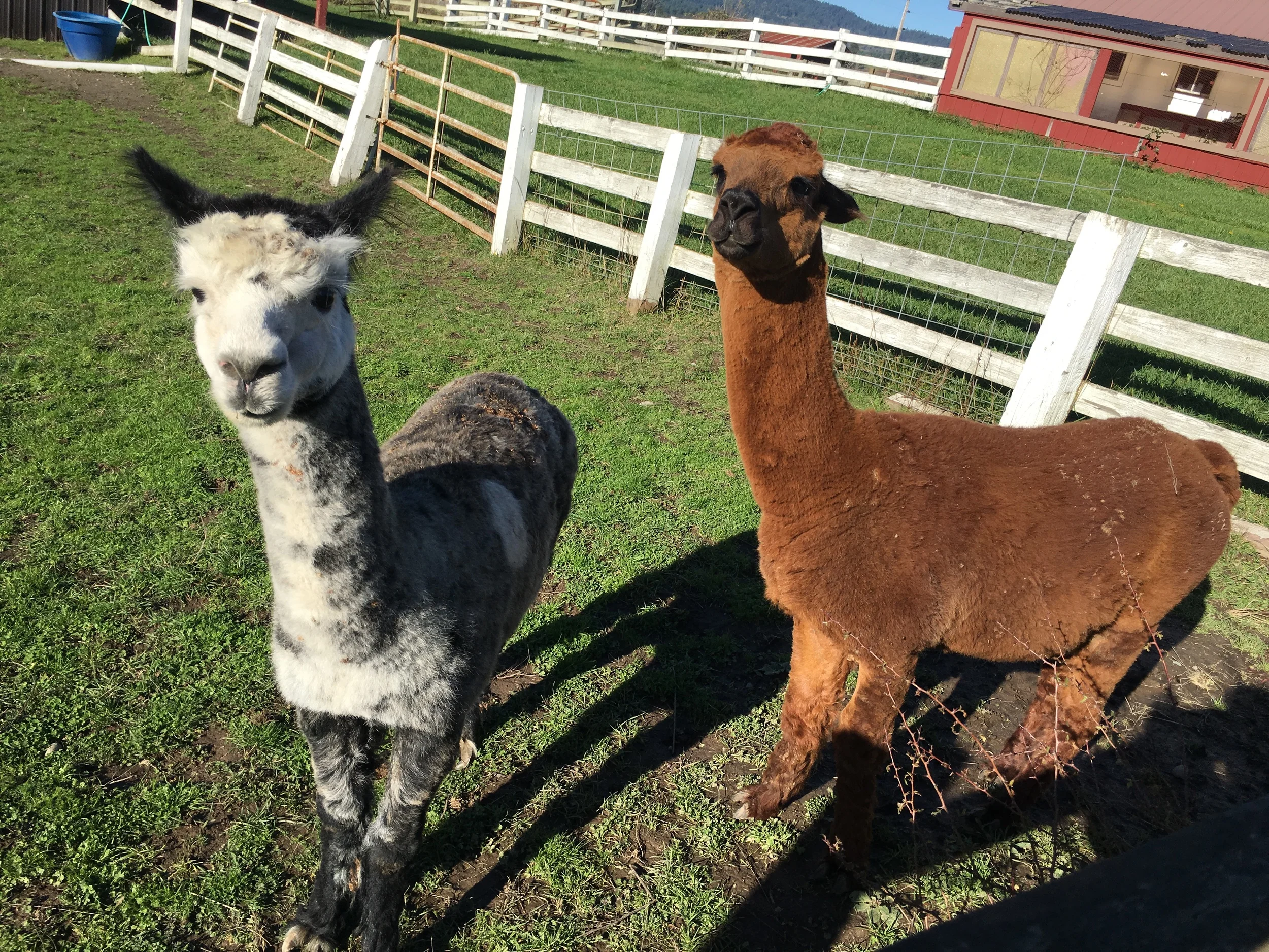 Membership - Business