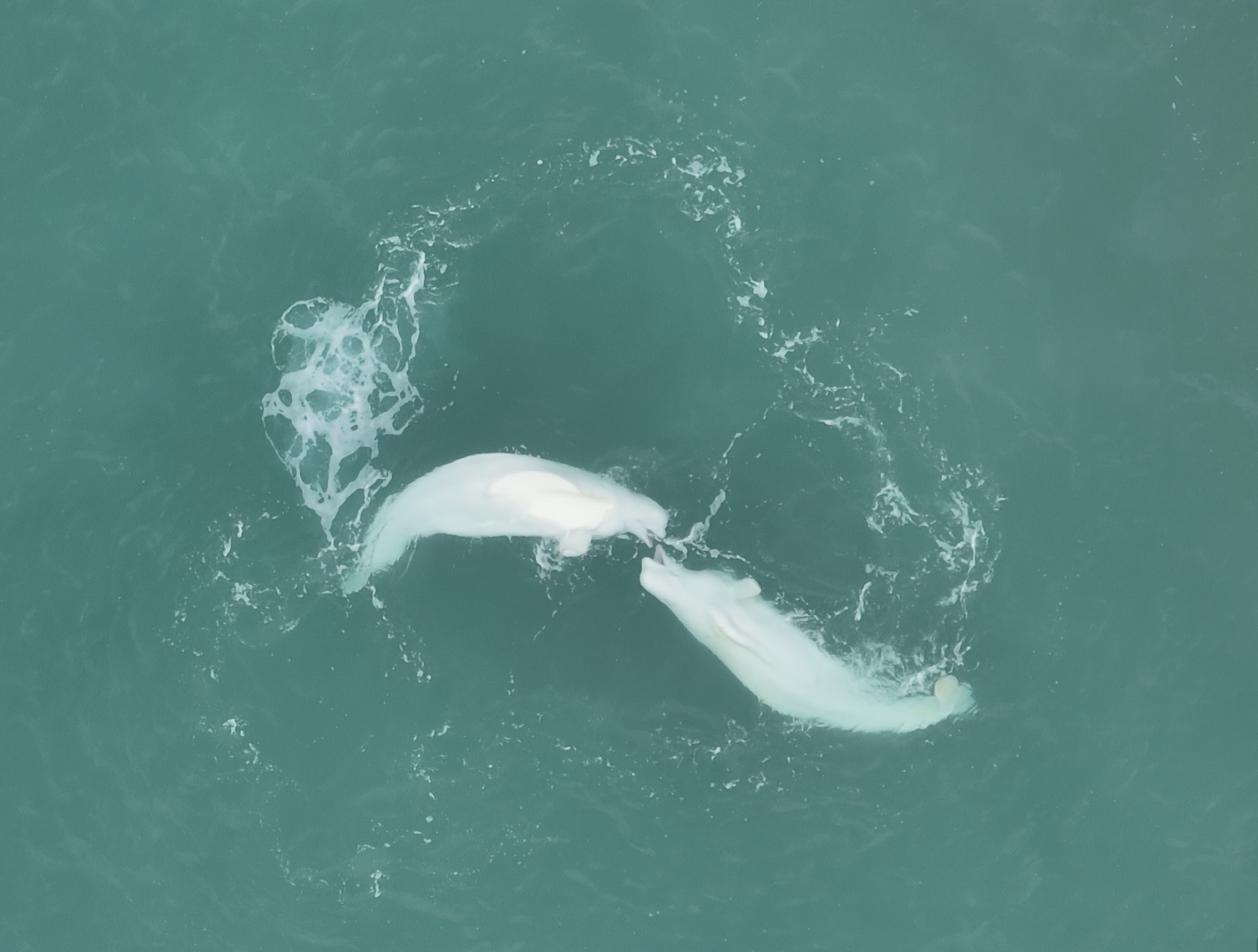 ArcticNet Annual Scientific Meeting 2022 - Toronto, Ontario