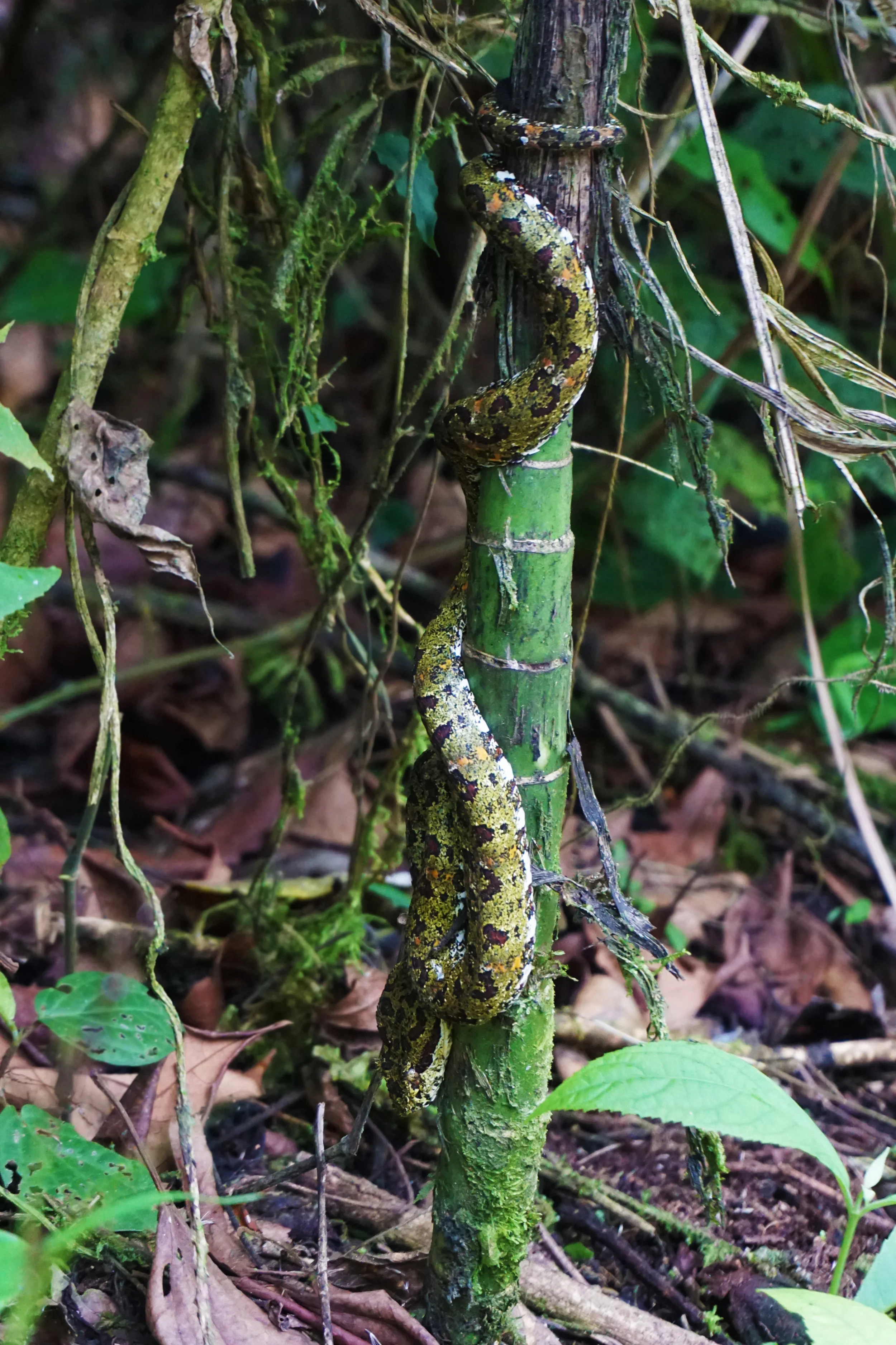 DSC04112.jpg