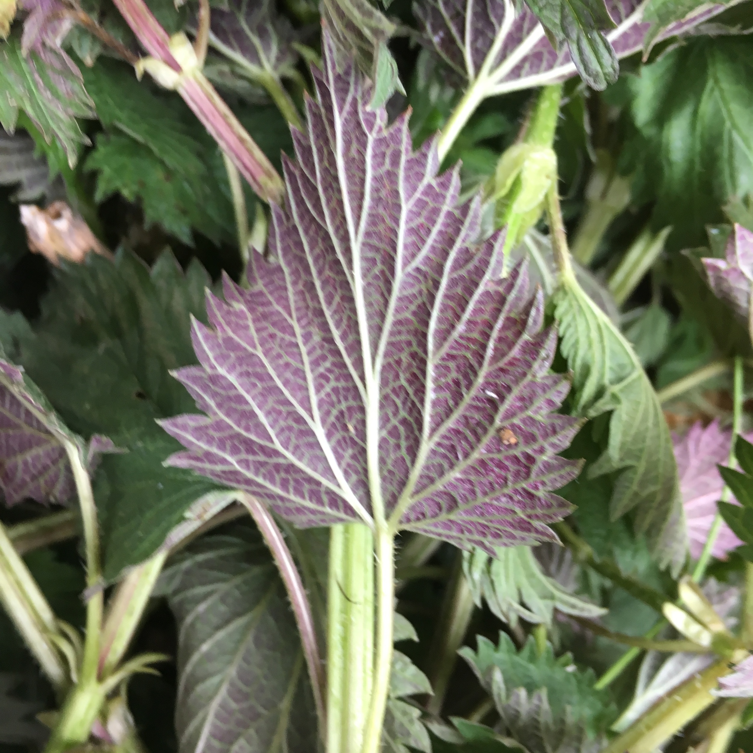 Tamarack Hollow: nettles