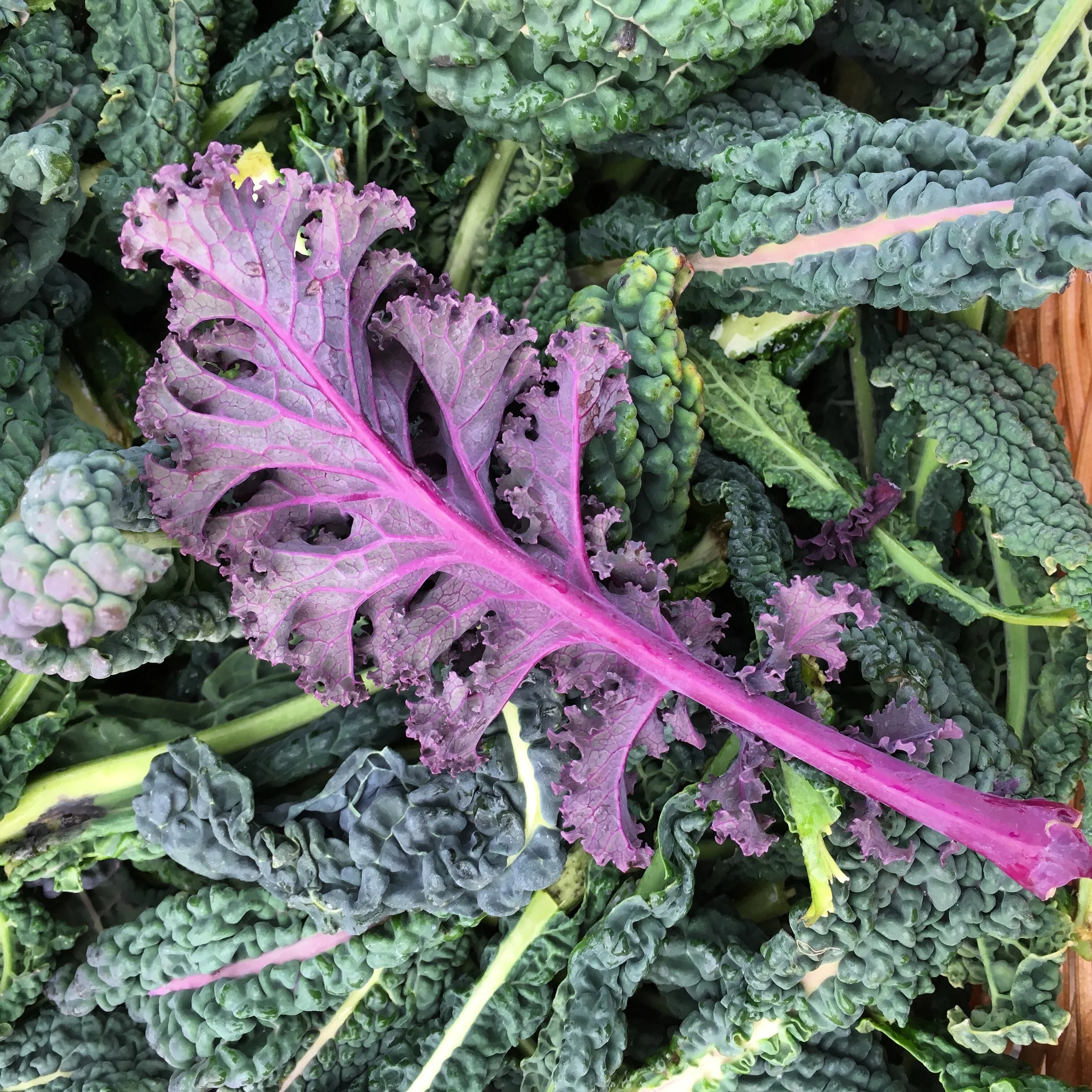 Tamarack Hollow: tuscan & redbor kale