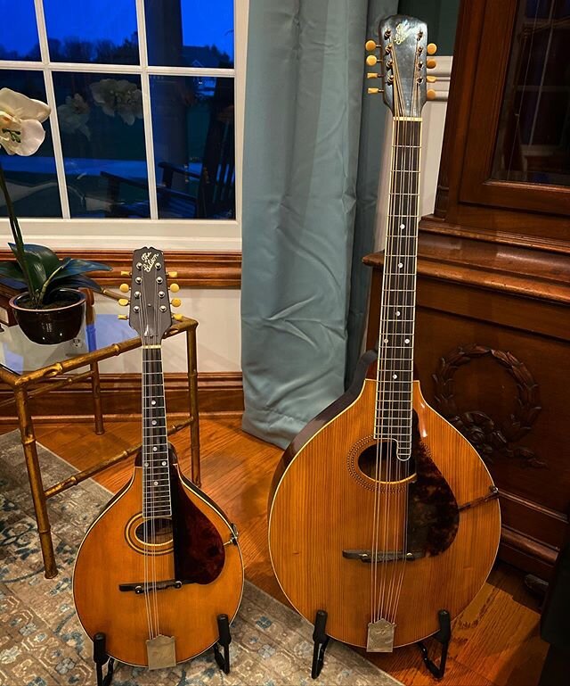 The long and short of it. 1924 Gibson A2-Z mandolin and 1914 Gibson K1 mandocello. Two of the finest I&rsquo;ve ever played.  #gibsonmandolin #gibson #mandolin #mandocello #gibsonsofinstagram