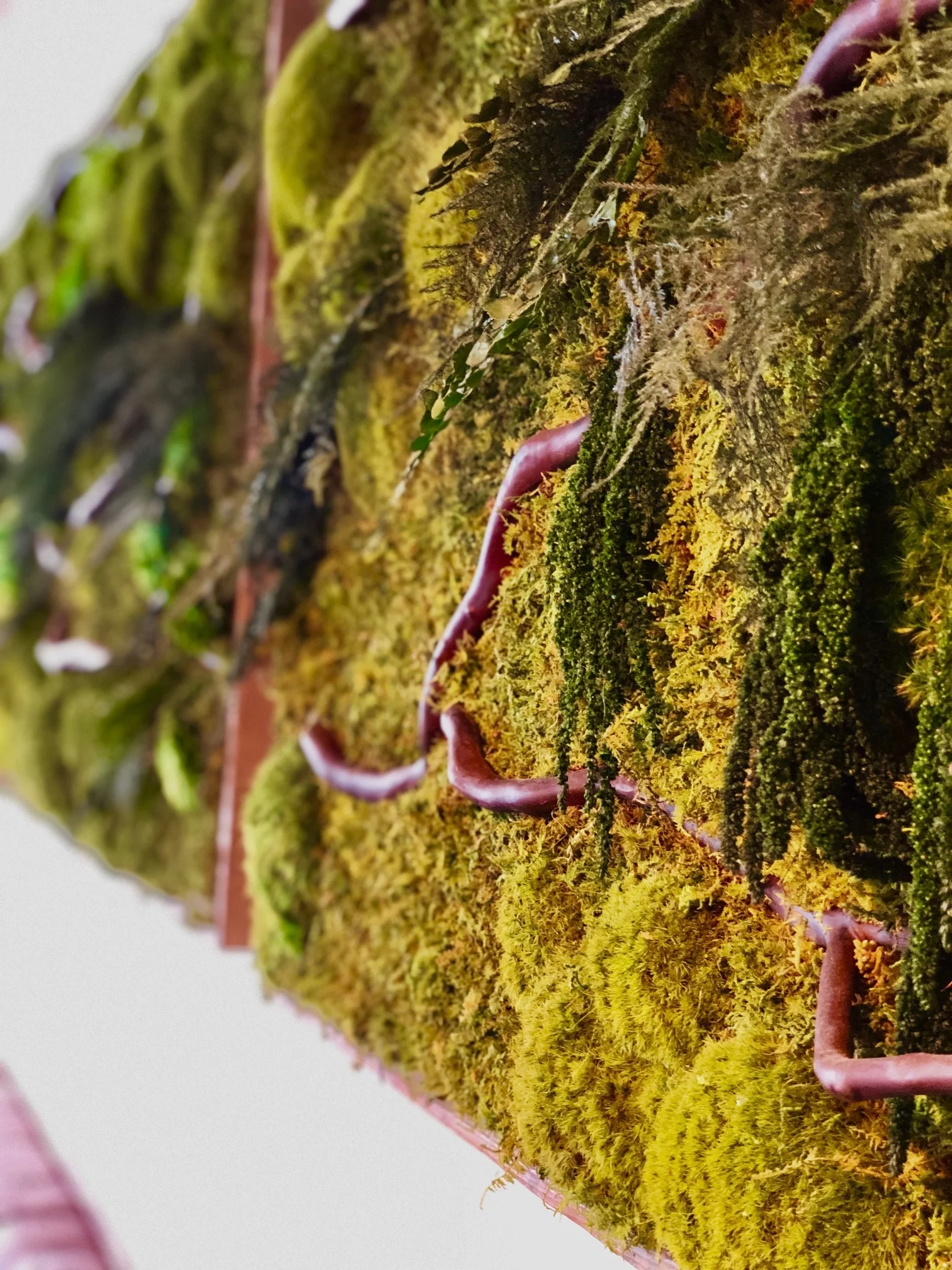 moss.jpg