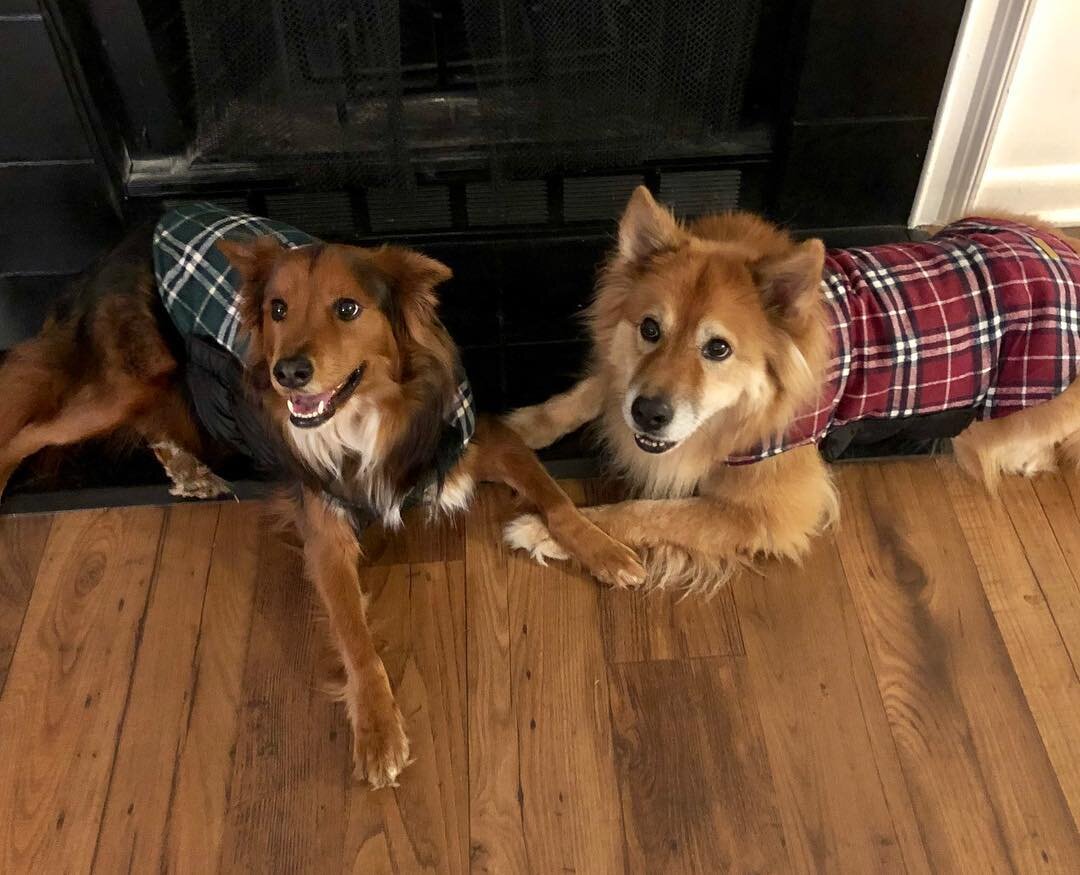 Holiday Puppies! All dressed in their coats for tonight&rsquo;s walk.