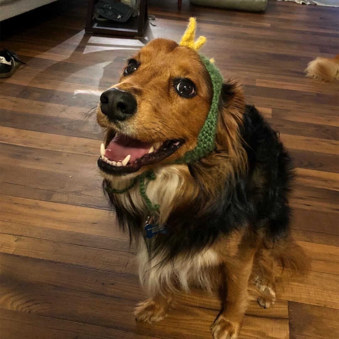 Eva was a dinosaur last Halloween! Hannah knit her the hat. #dogsofinstagram