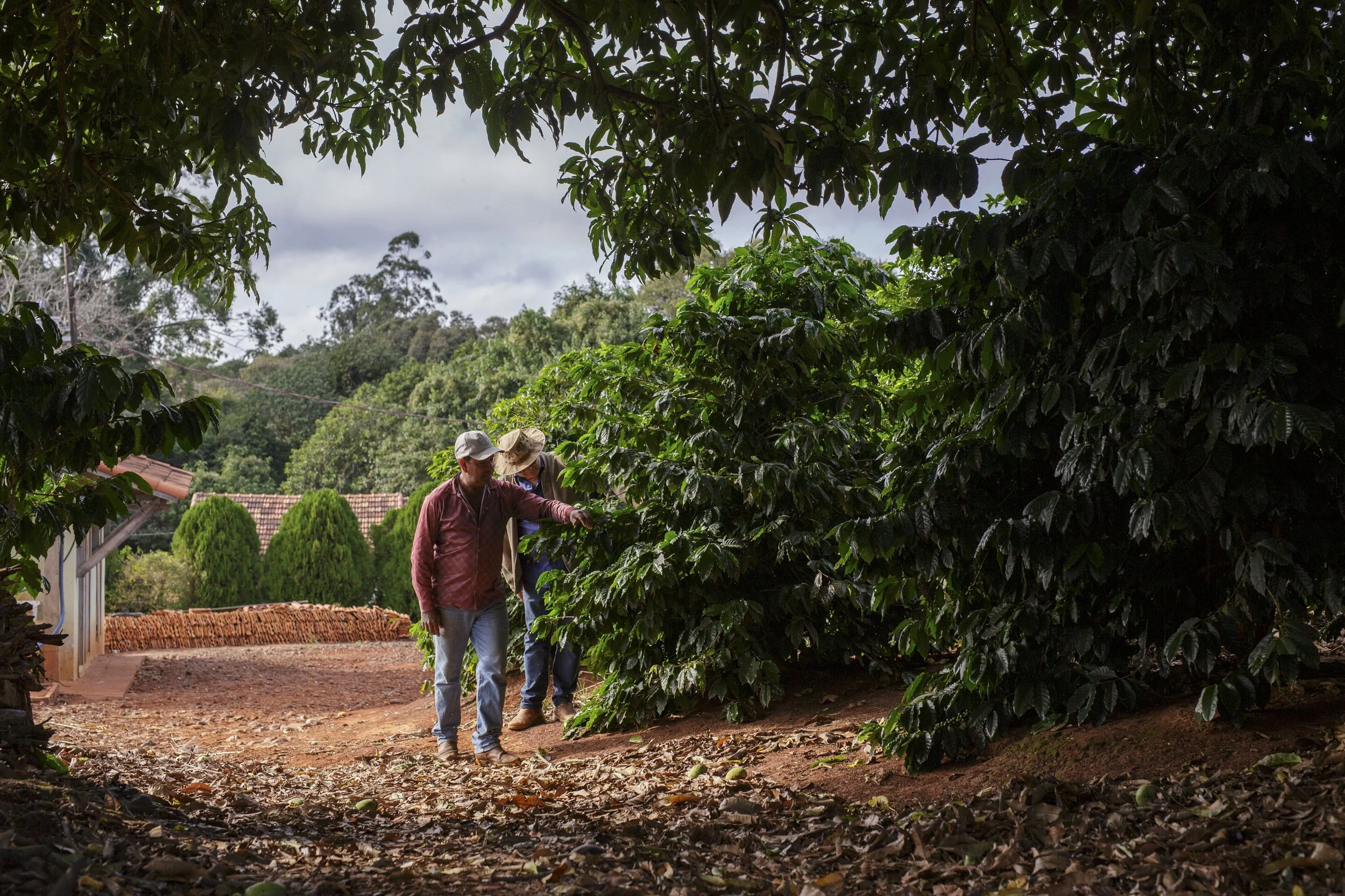 SITIO 2 IRMAOS -_CO_2835.jpg