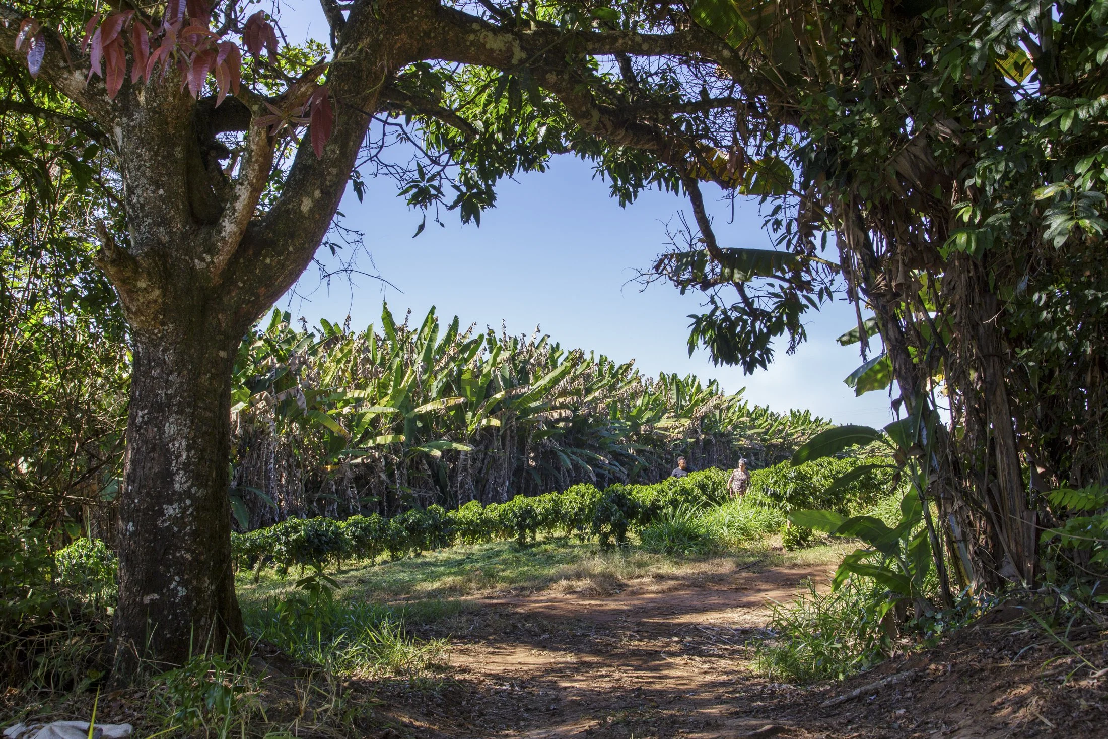 FAZ CACHOEIRA- _CO_0439.jpg
