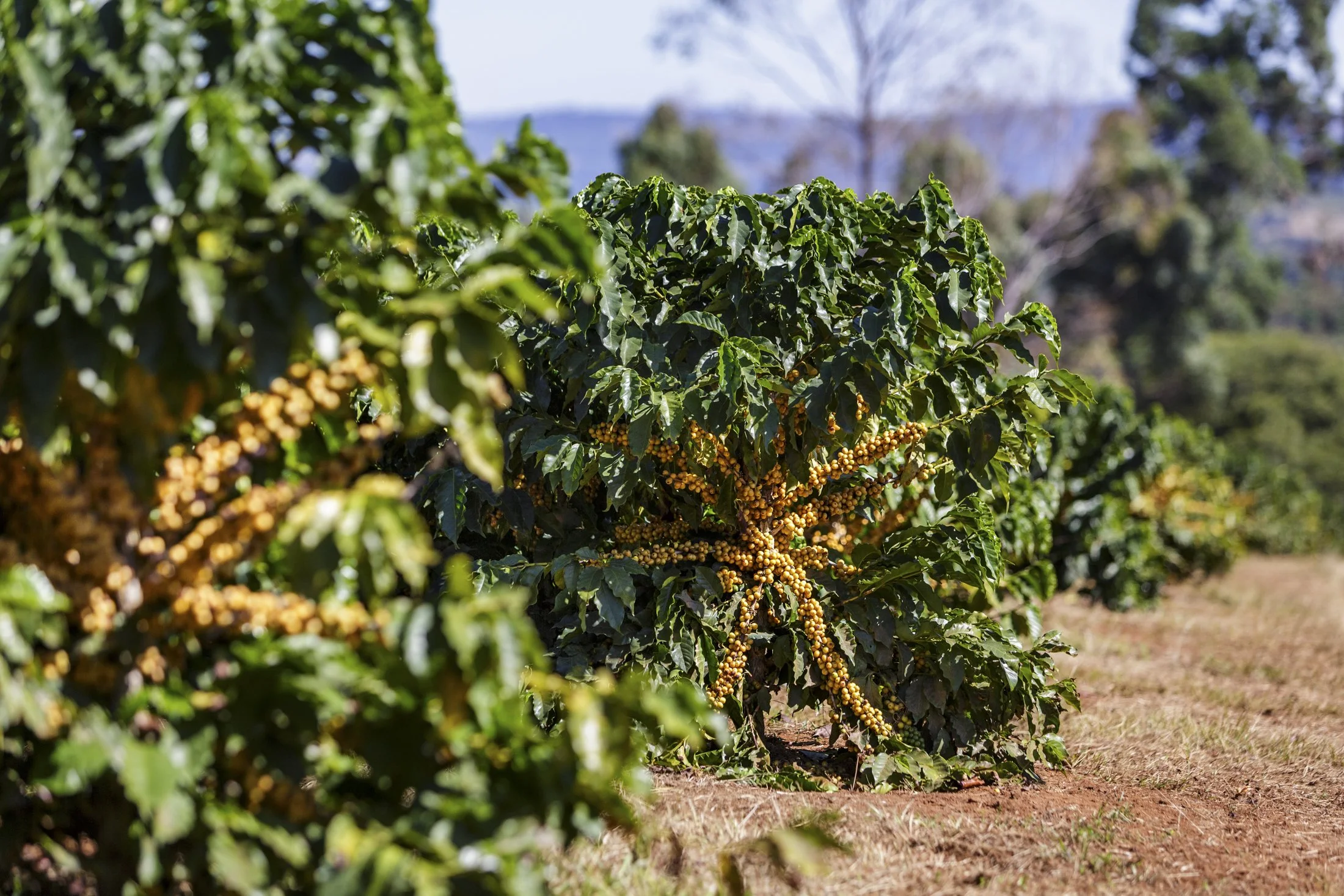 FAZ NOVA ALIANÇA - 8130-Edit.jpg