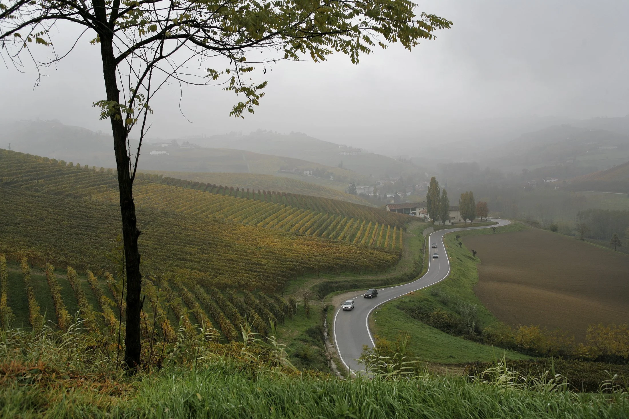 Barbaresco_007.jpg