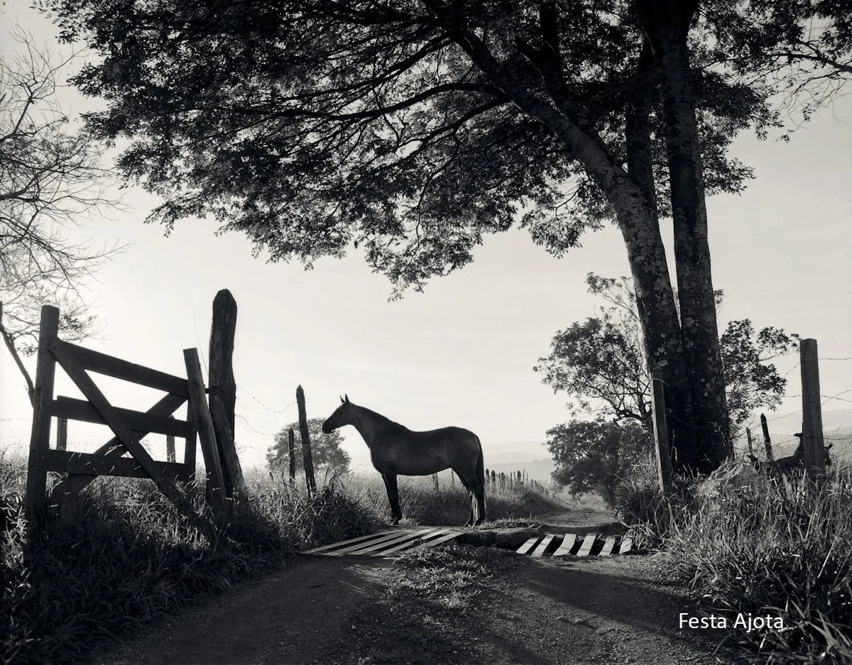 Festa Ajota-2, 100ppi.jpg