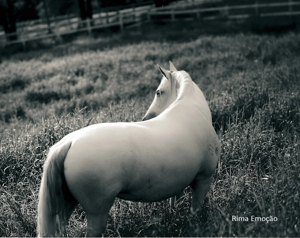 Rima Emoção, 125 ppi.jpg