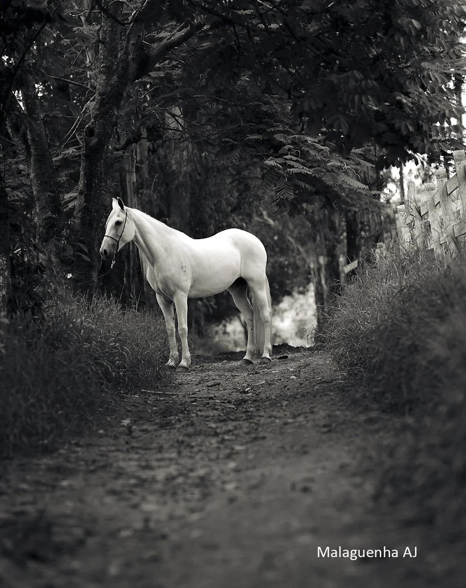 Malaguenha AJ, 125 ppi.jpg