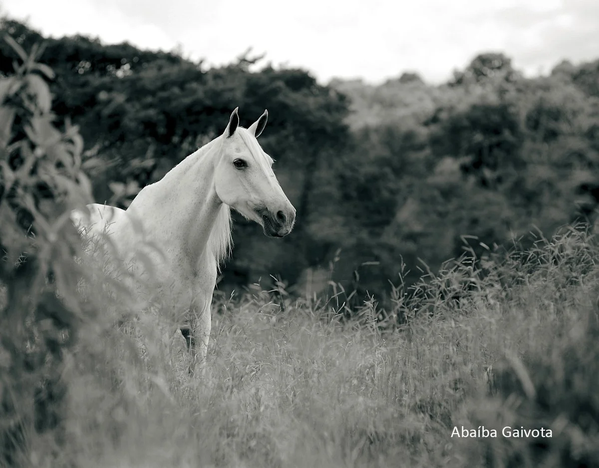 Abaiba Gaivota, 125 ppi.jpg