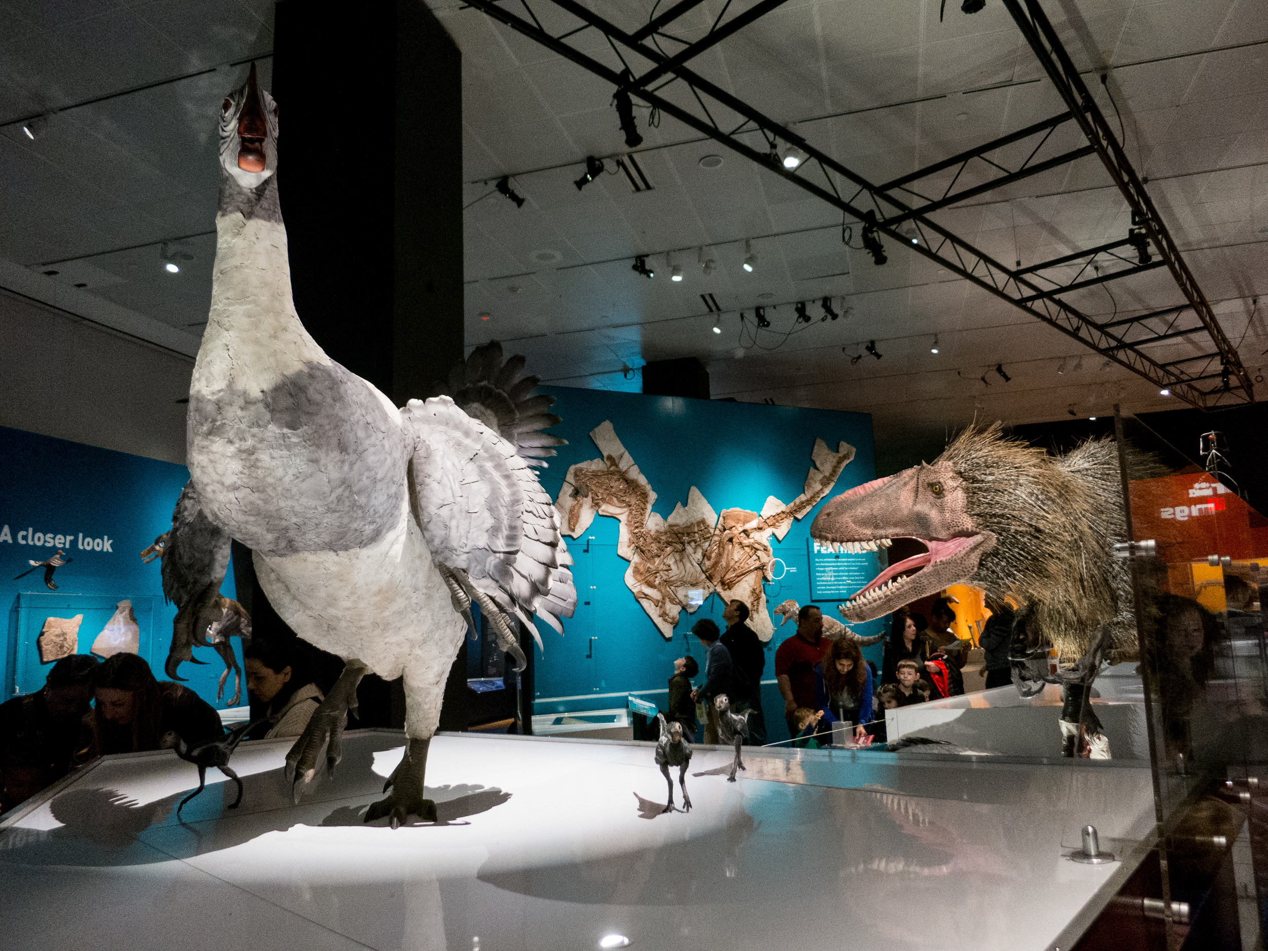Pictured: Danger Turkeys!