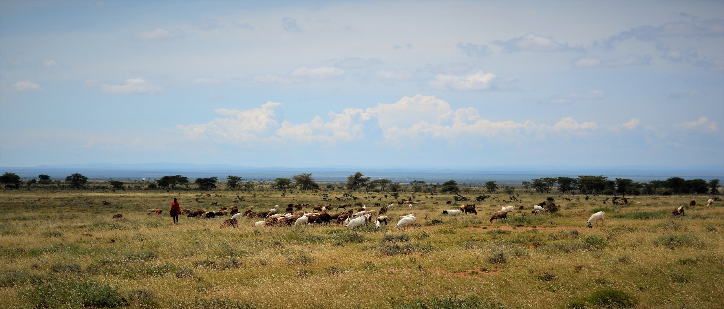 pastoralist.jpg