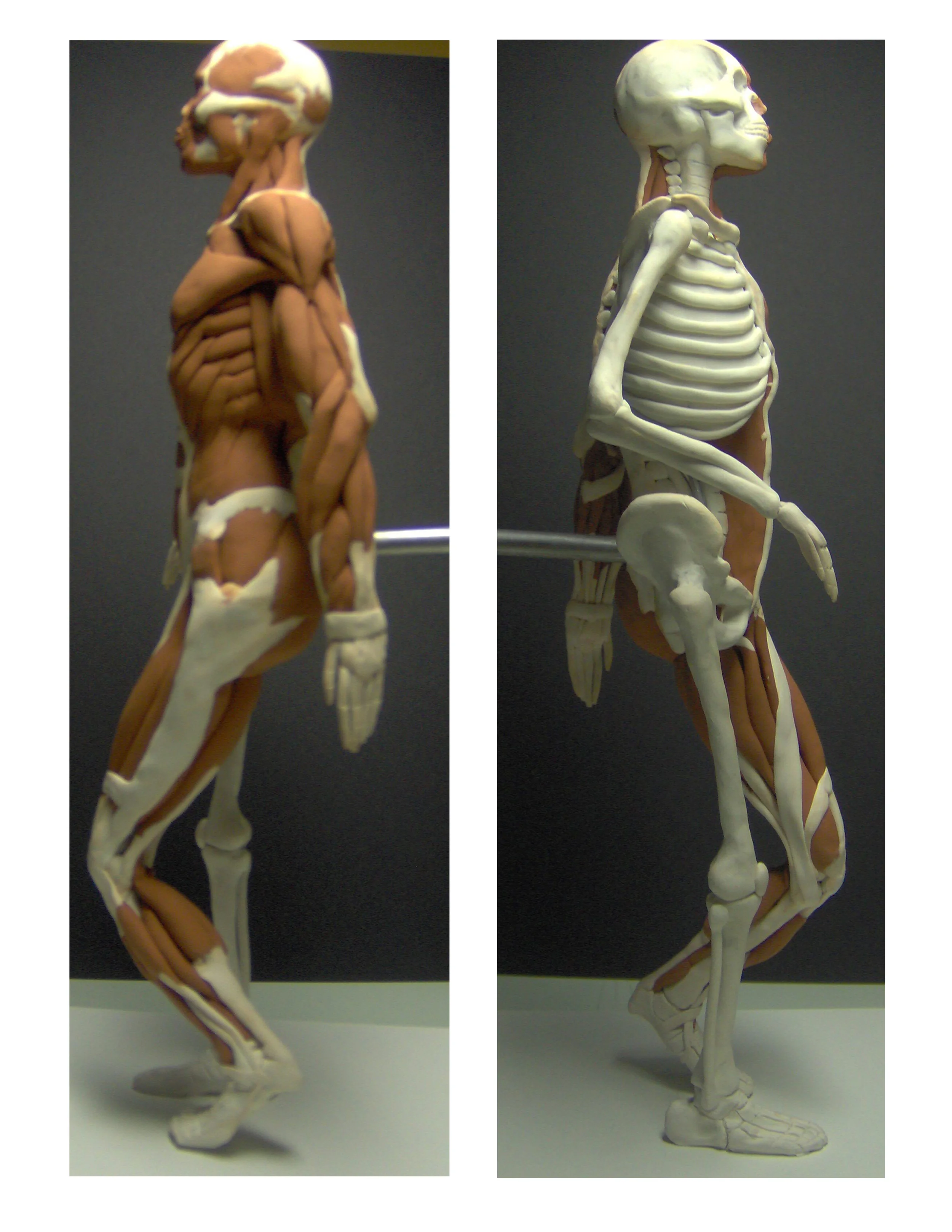 Human Skeletal & Muscular Structure Maquette