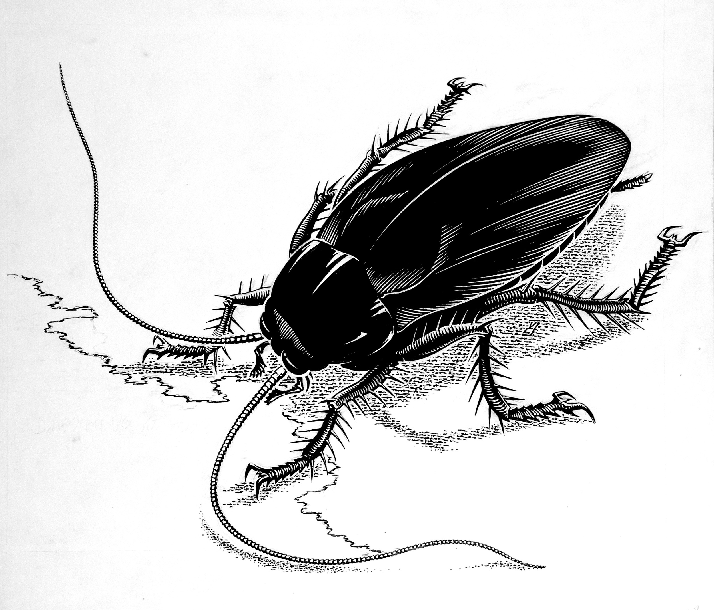 "Cockroach" by Vernon Courtlandt Johnson. © 1980 VCJ. All rights reserved.