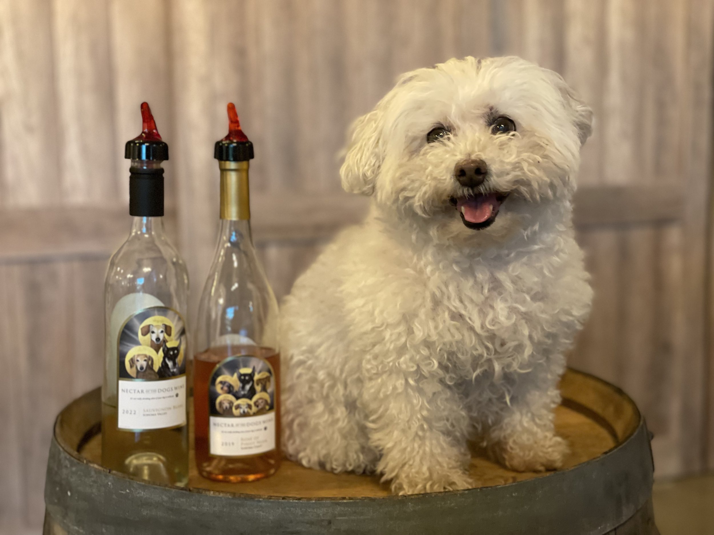 A small fluffy white dog sitting next to two bottles of wine on top of a wooden barrel.