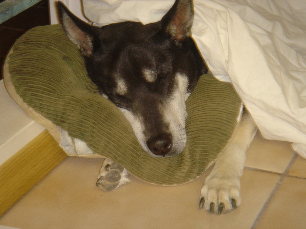 thumb_DSC04162_1024.jpg