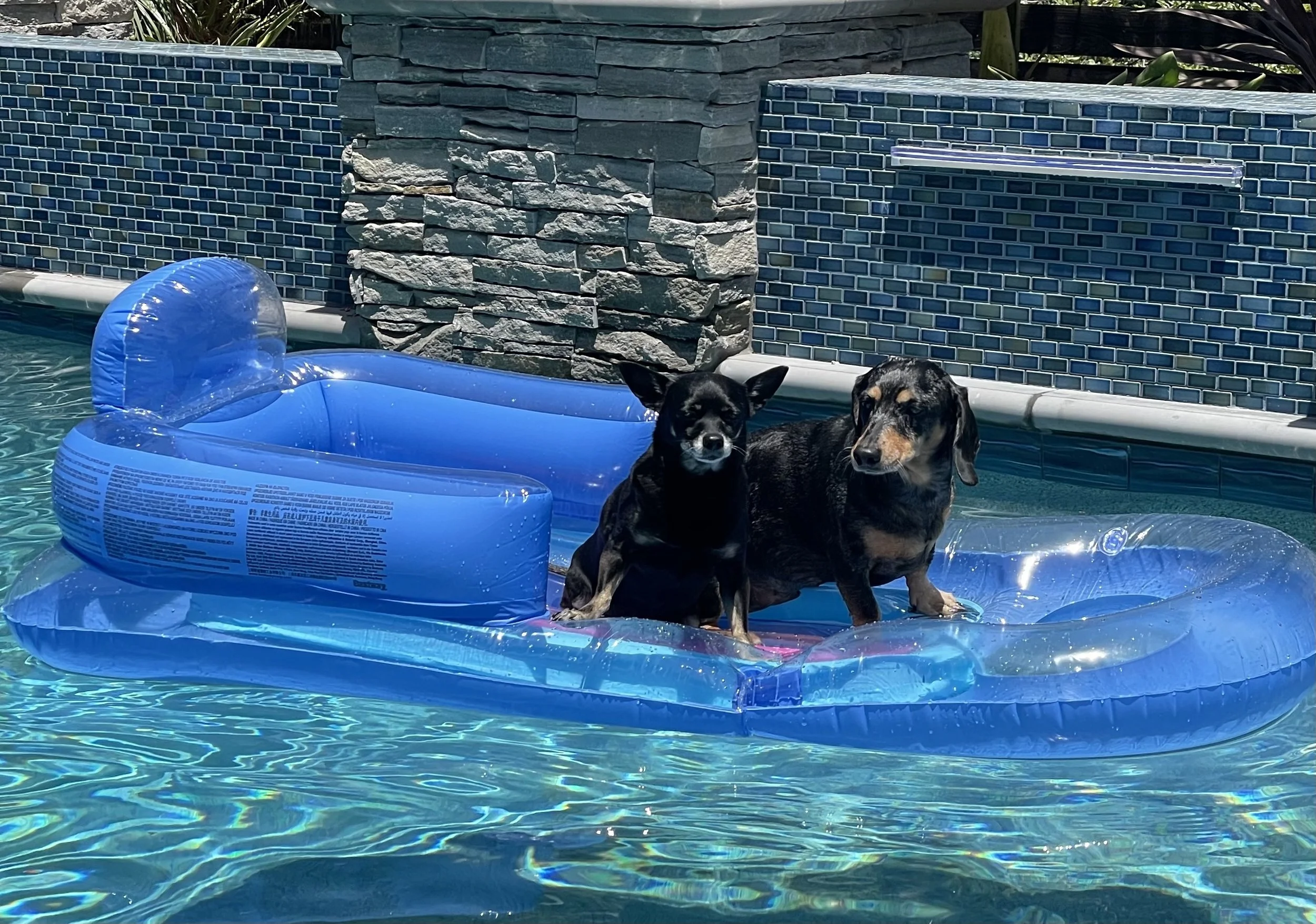 dogs in pool_3921.jpg