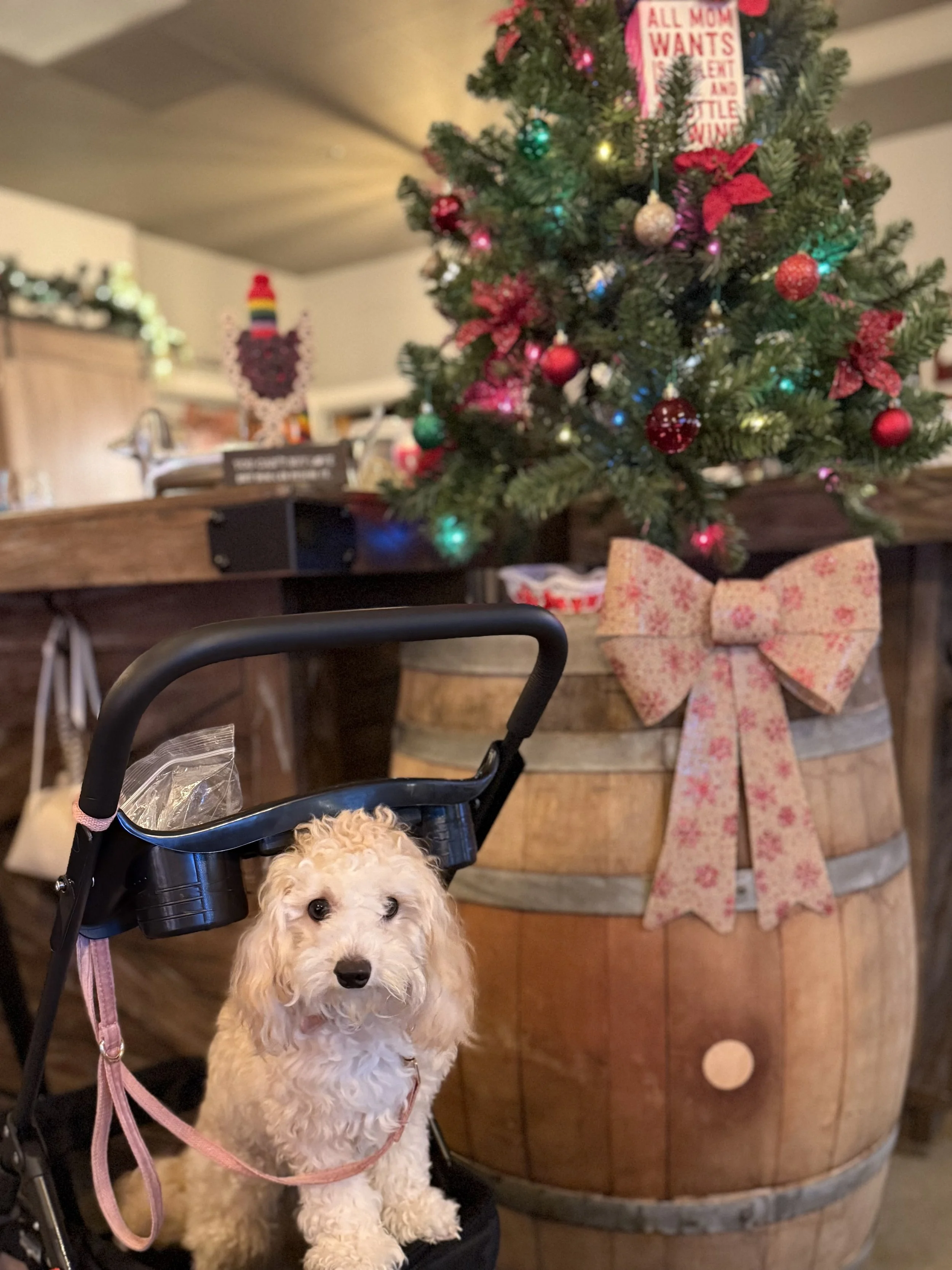 stroller dog_4731.jpg