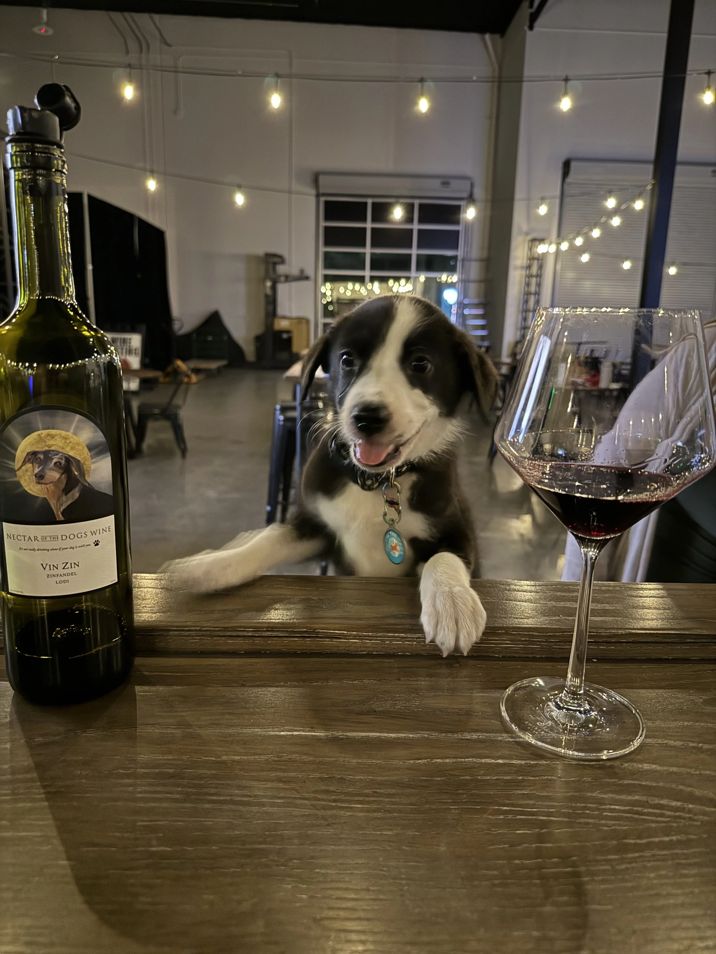 Black and white puppy sitting at the bar with a bottle of red wine that has a dog on the label, and a glass of red wine.