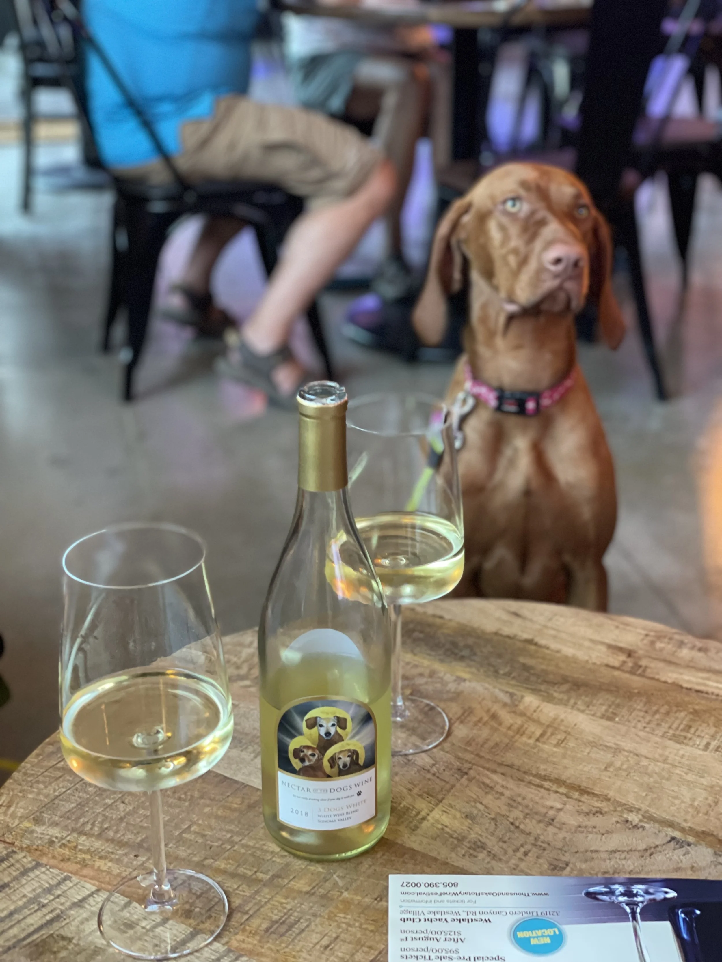 A bottle of wine with two glasses of white wine on a rustic wooden table. A brown dog with a pink collar sits attentively in the background at a wine tasting room, with diners and chairs visible.